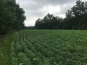 IMG_5456.jpeg