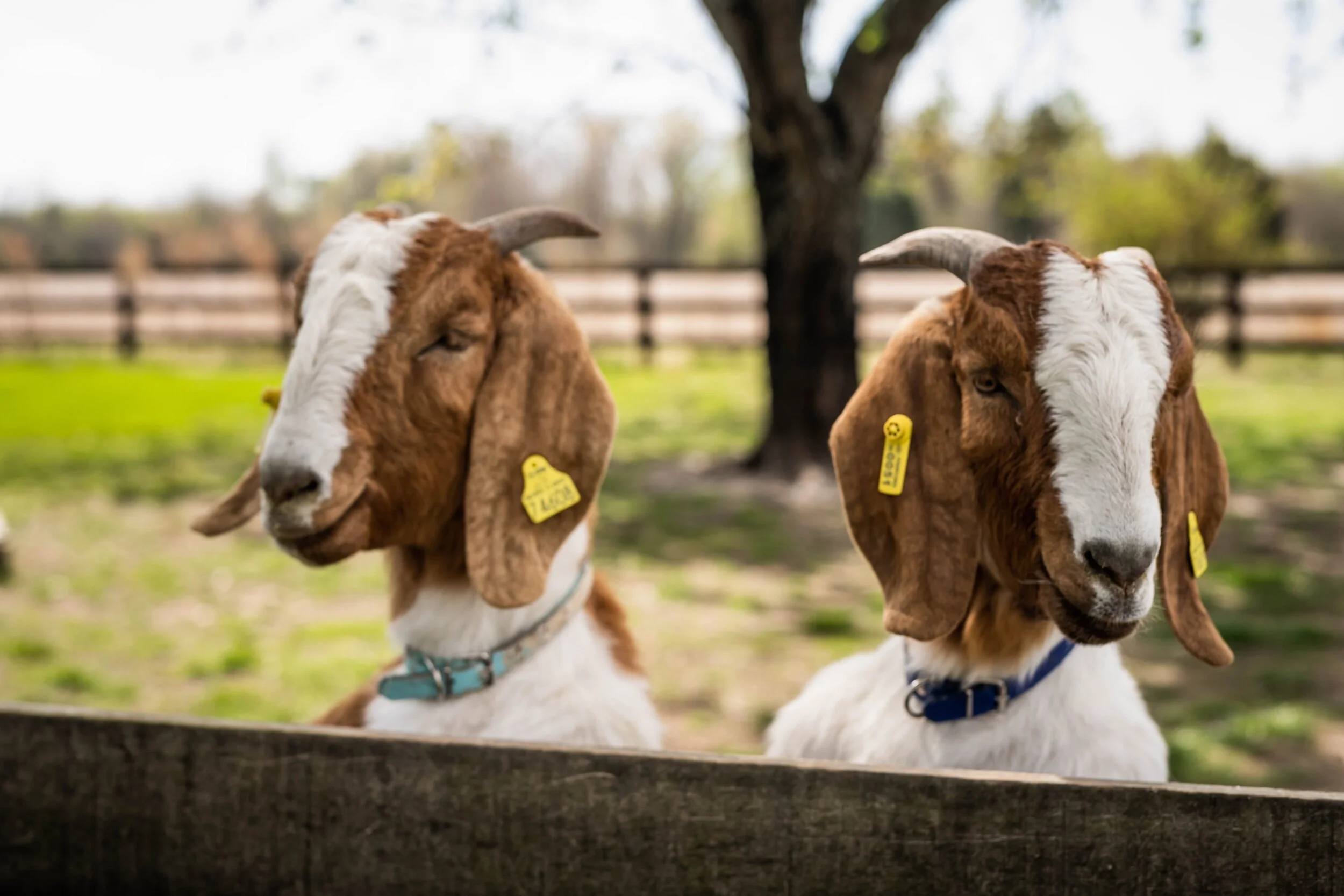 Goat Processing Workshop 