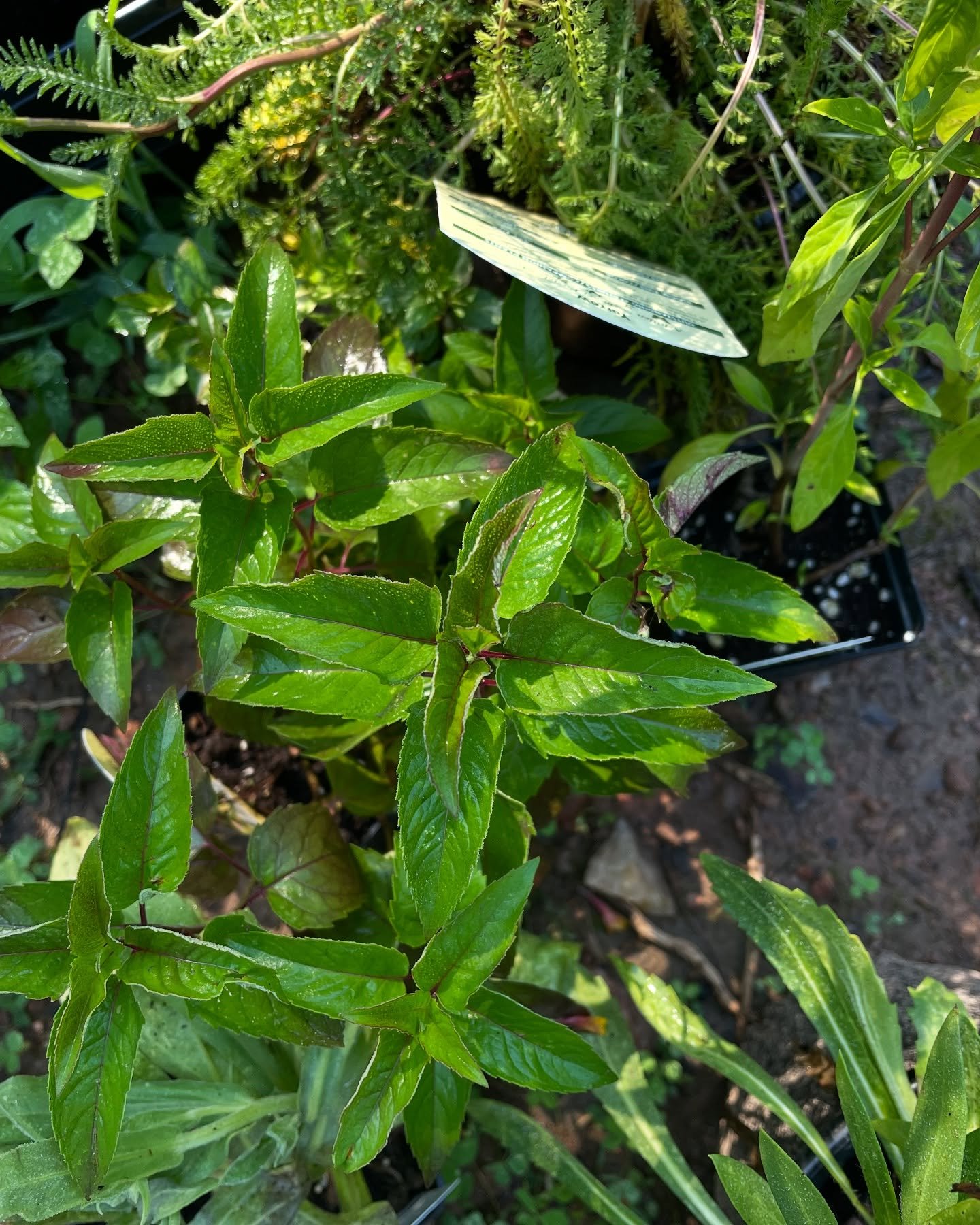 Raise your hand if you have a pile of plants that need to go into the ground🙋🏾&zwj;♀️

Raise your hand if you&rsquo;re still contemplating hitting up the end of planting season sales 🙋🏾&zwj;♀️ 

Raise your hand if you currently have no where to p