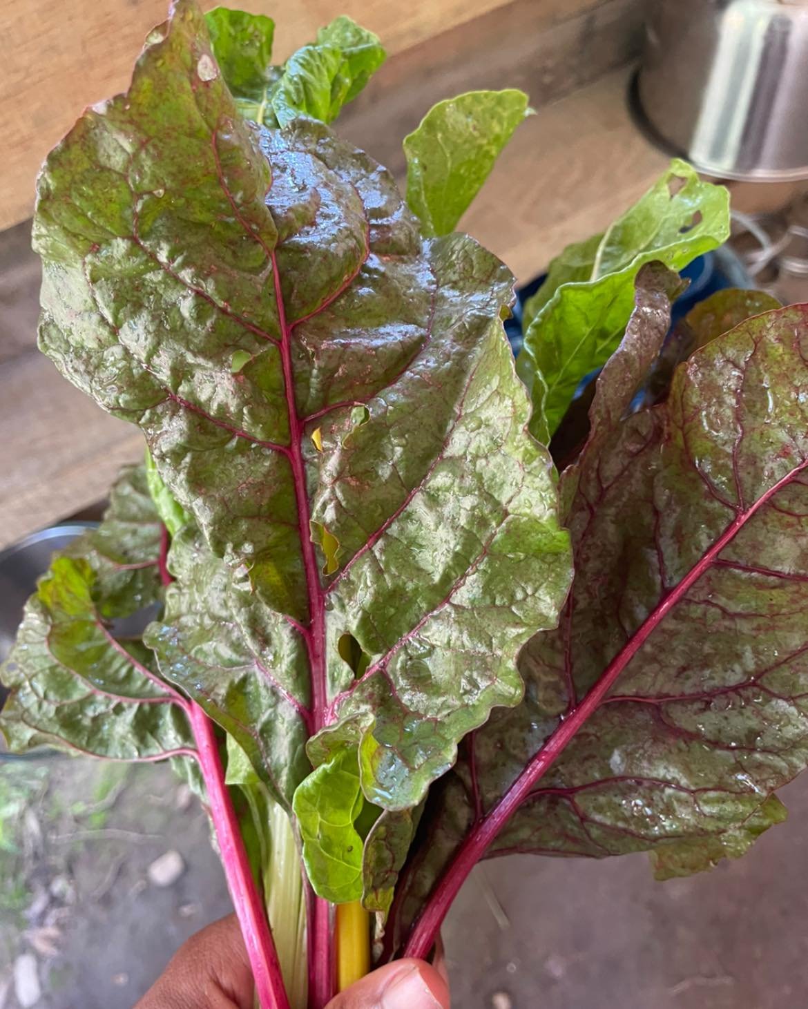 I know swiss chard isn&rsquo;t really a fan favorite, but it&rsquo;s a great green to grow in our area. It withstands the summer heat well as well as cold winters. You can saut&eacute; it, add it to soups, put it in a smoothie, eat it raw, whatever t