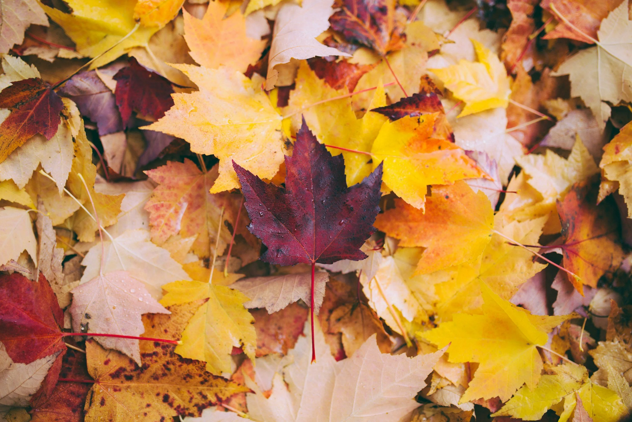 Falling into Rhythm: A Fall Homestead Reset