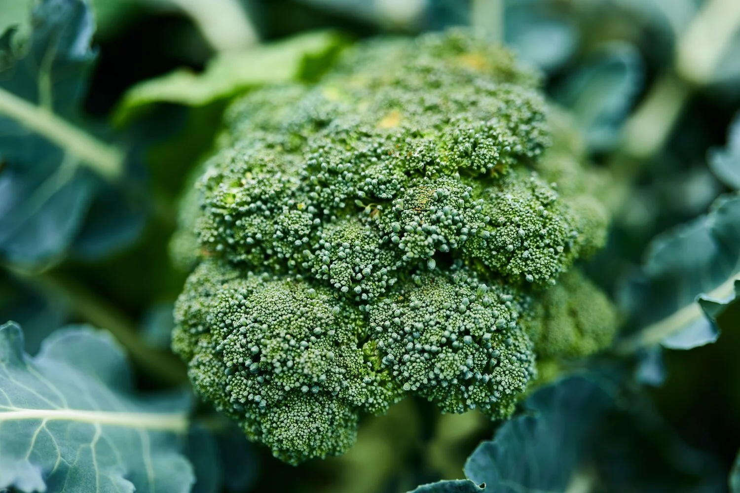 Preparing for Fall: What to Plant in August
