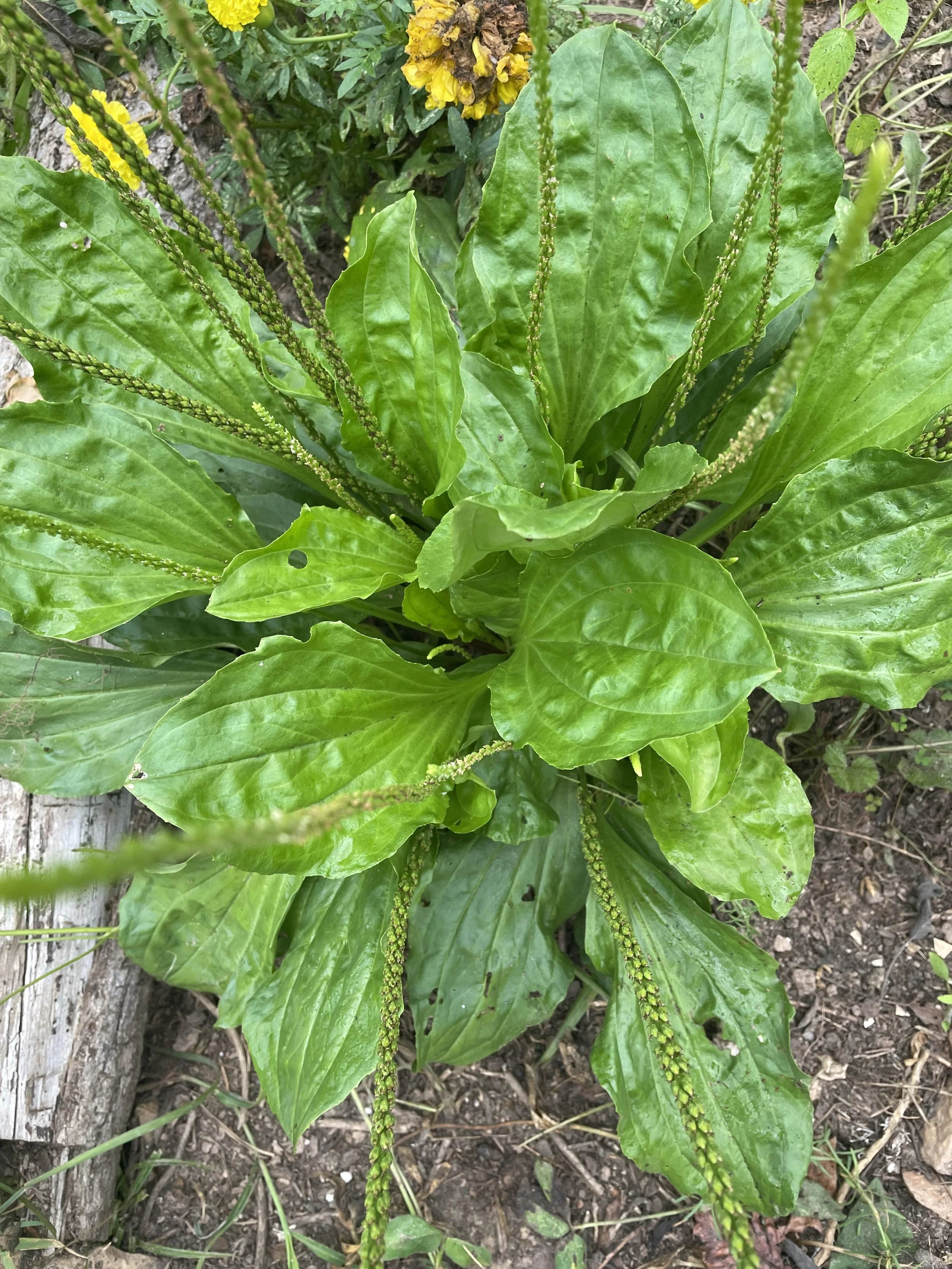 Materia Medica: Broadleaf Plantain