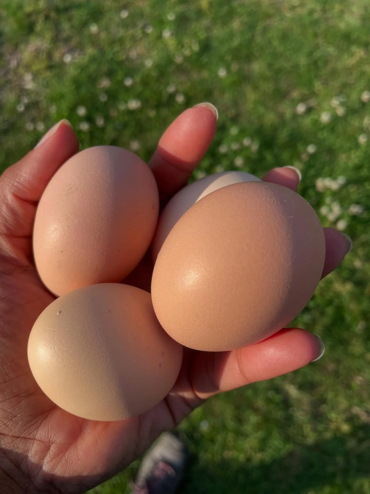 If there&rsquo;s one thing I wish the non chicken keeper knew, it&rsquo;s that eggs are seasonal. In a more natural setting chickens simply don&rsquo;t lay eggs all year around. As the weather cools and the days get shorter, egg production slows. Thi