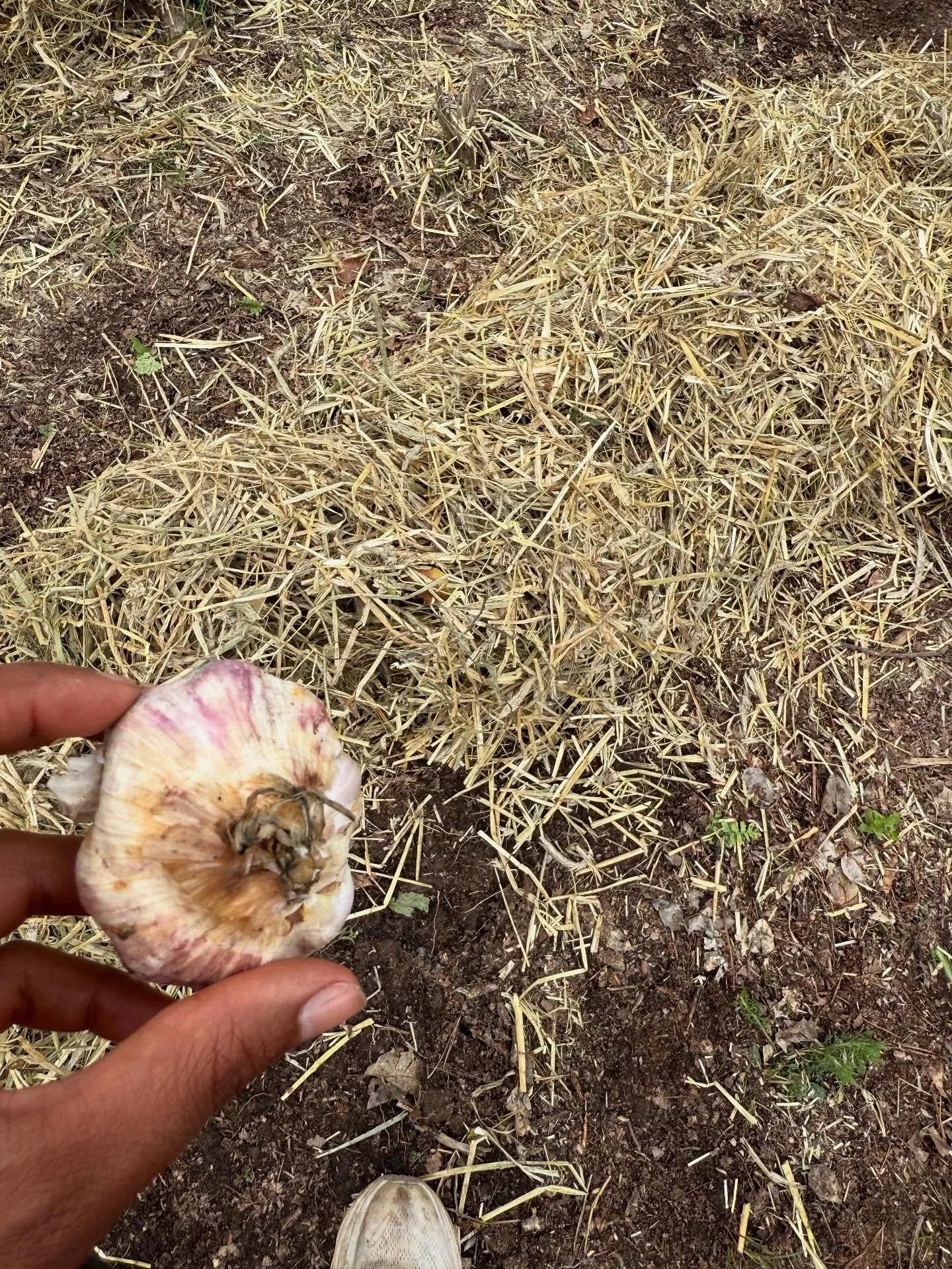 Did I calculate exactly how much garlic I would need to grow and totally disregard this and just fill up said bag it &ldquo;looked right&rdquo;? Yes.

Did I accidentally leave said bag of garlic sitting outside for 2 weeks and let it get rained on? Y