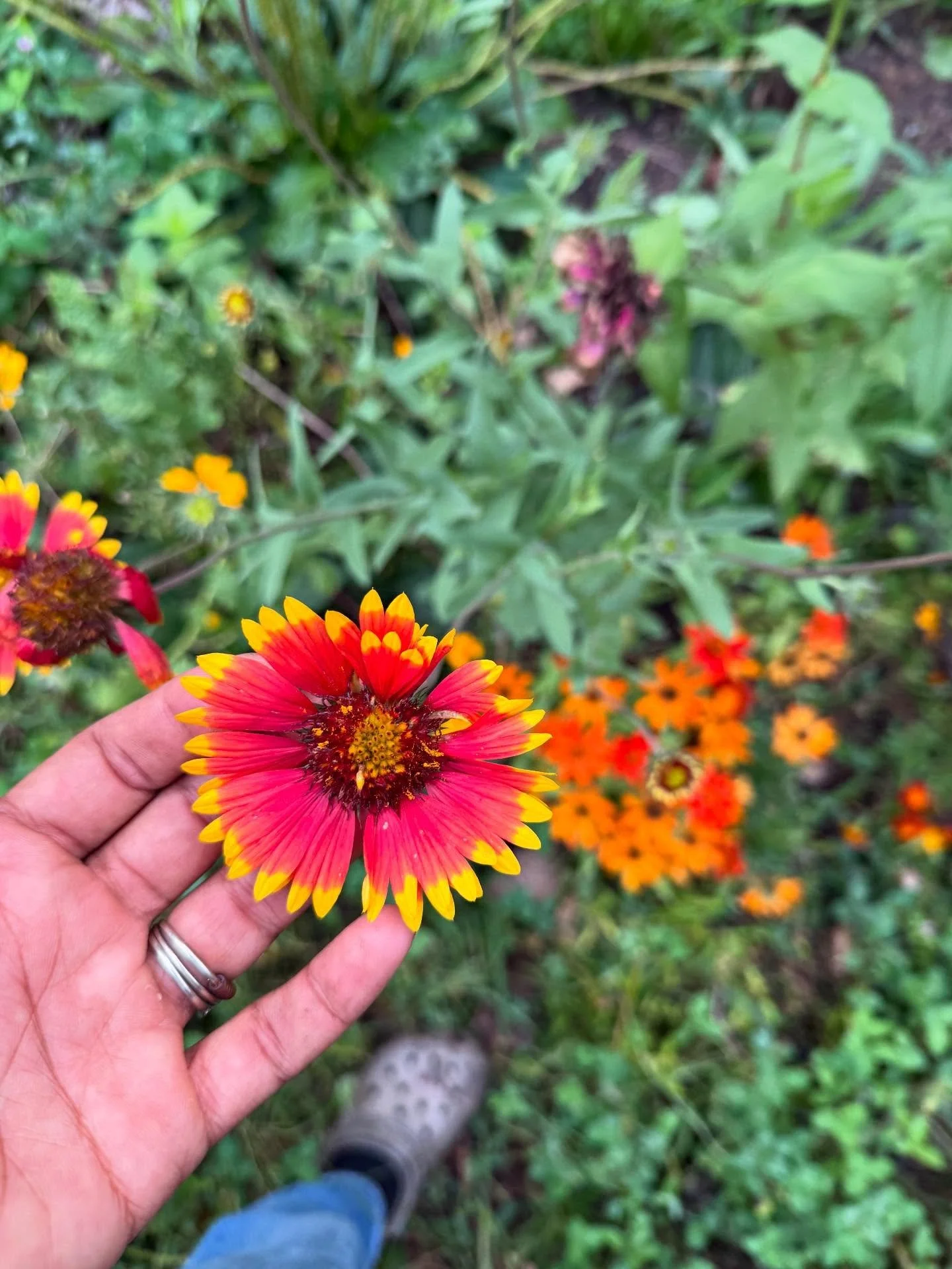 I was one of those people who didn&rsquo;t want grow flowers because you could eat them. Then I realized not only could you eat a lot of them, but you kinda sorta need them if you want to eat. I&rsquo;m no purist, but I do highly recommend adding nat