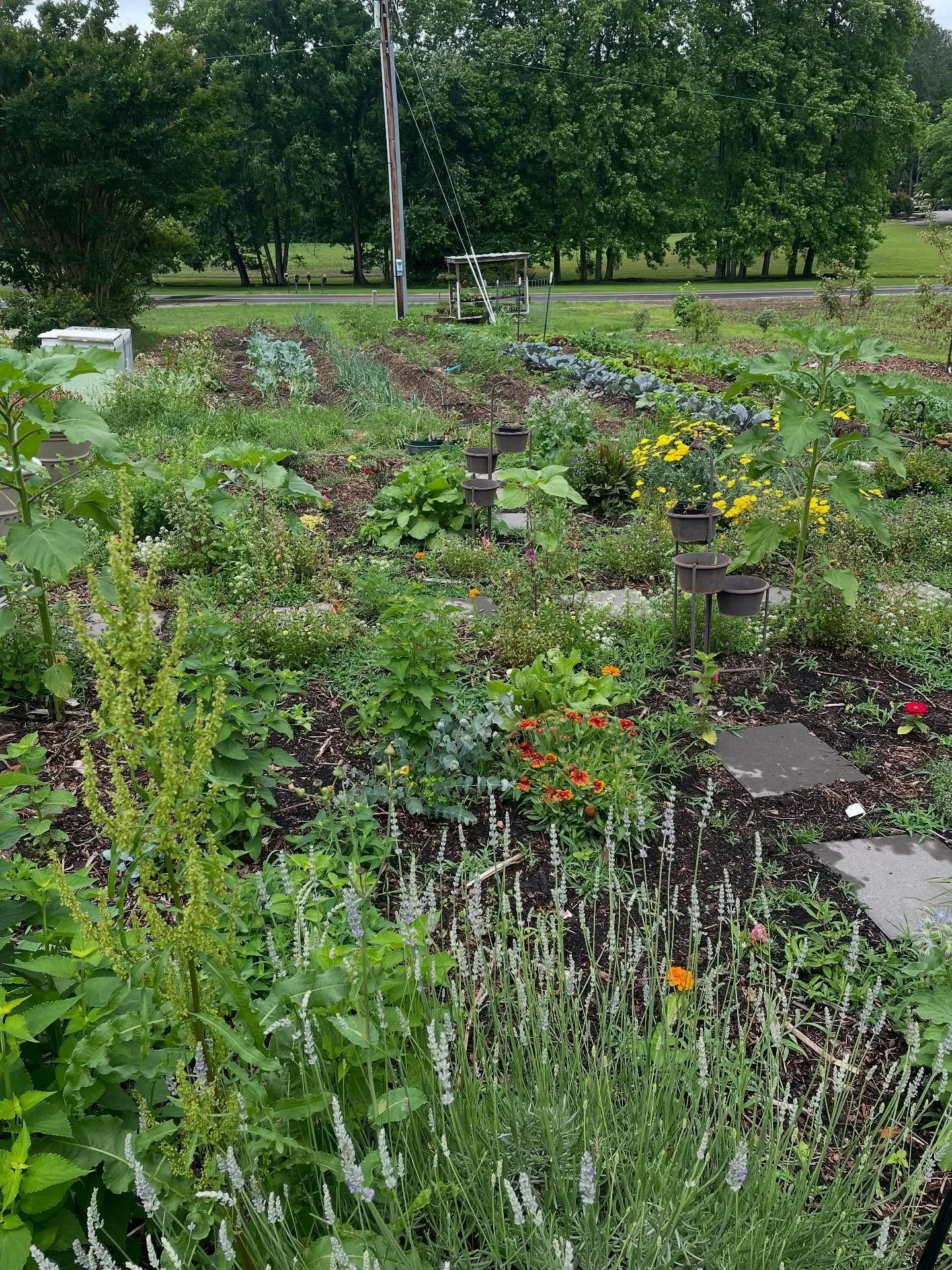 This is one of my favorite pictures of the old garden. The cottage garden was just starting to take shape and the market garden was so tidy. Not sure I&rsquo;ll ever reach this level of garden organization again but a girl can dream 🥰