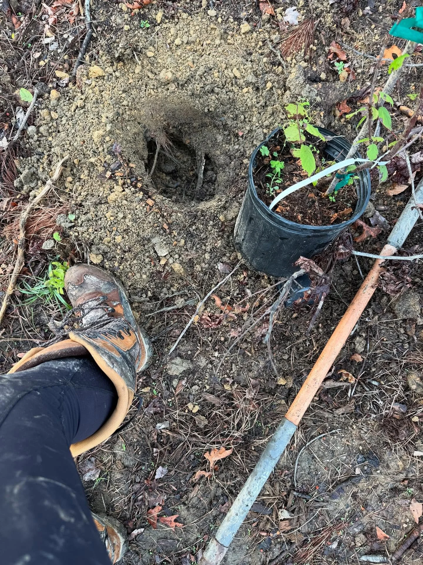 The plants in the orchard are holding up well so far and showing signs of life! I&rsquo;ve even enjoyed a few yummy persimmons before the deer managed to find them. Fruit is such an investment in the future and a big lesson in patience. I know one da