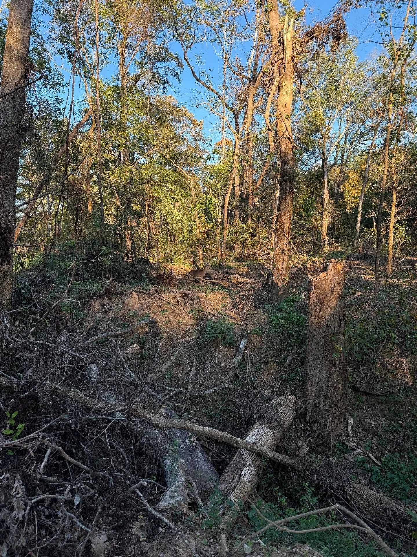 It&rsquo;s been a busy but cup filling week. Looking forward to slowing back down. Whether I&rsquo;m walking and exploring or sitting and listening, spending time deep in forest always makes me feel grounded again.