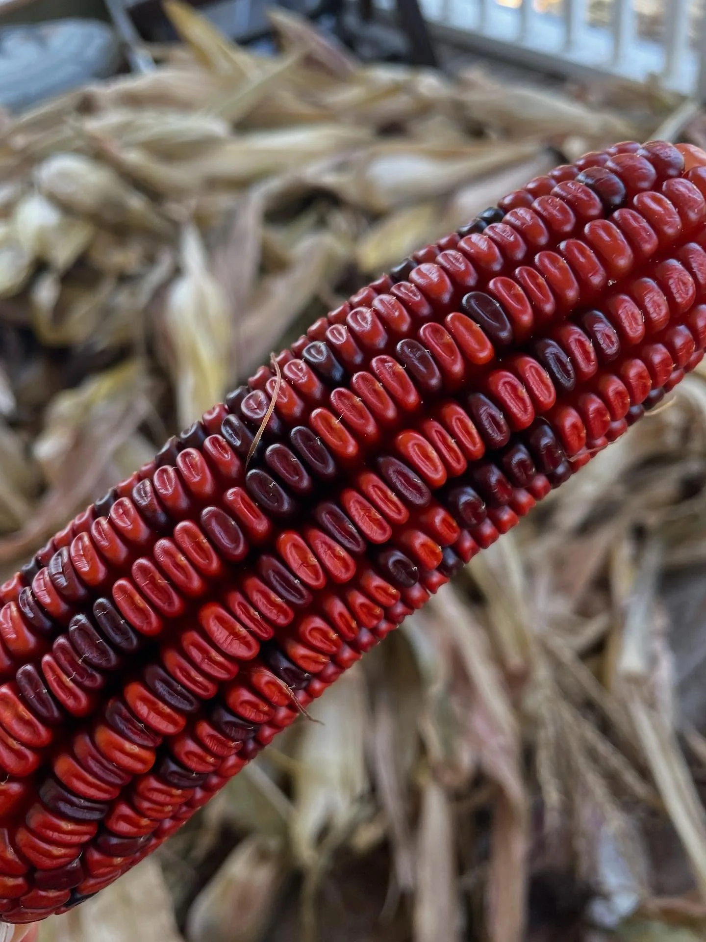 This is your staple crop encouragement post. 

What&rsquo;s a staple crop? Simply out, it&rsquo;s calorie dense food that helps make up a large part of your diet. 

White, red, and sweet potatoes, sorghum, wheat, beans, and dent corn are all relative