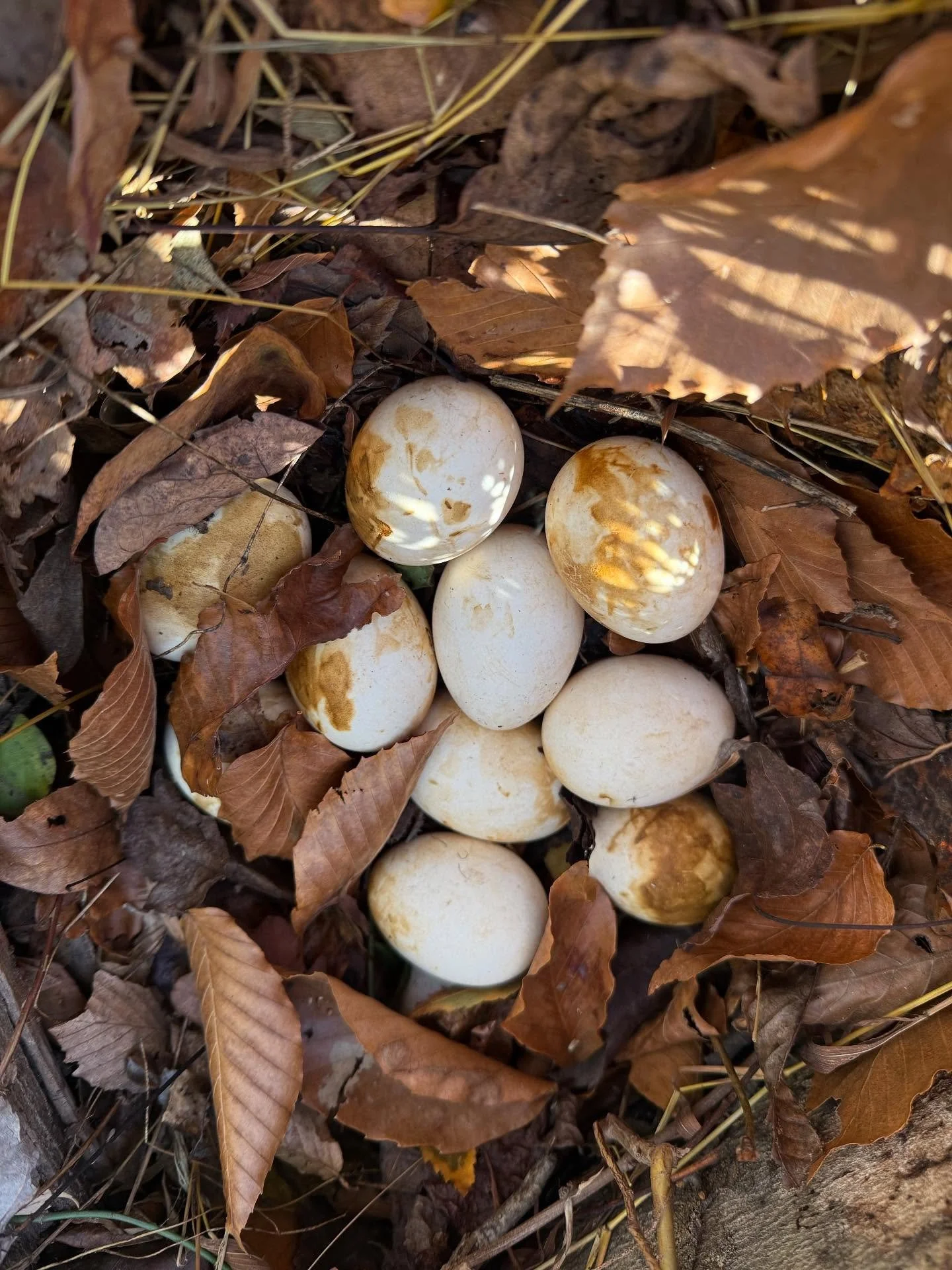 SMH 🤦🏾&zwj;♀️ She insisted on having all these kids and is out here running the streets!