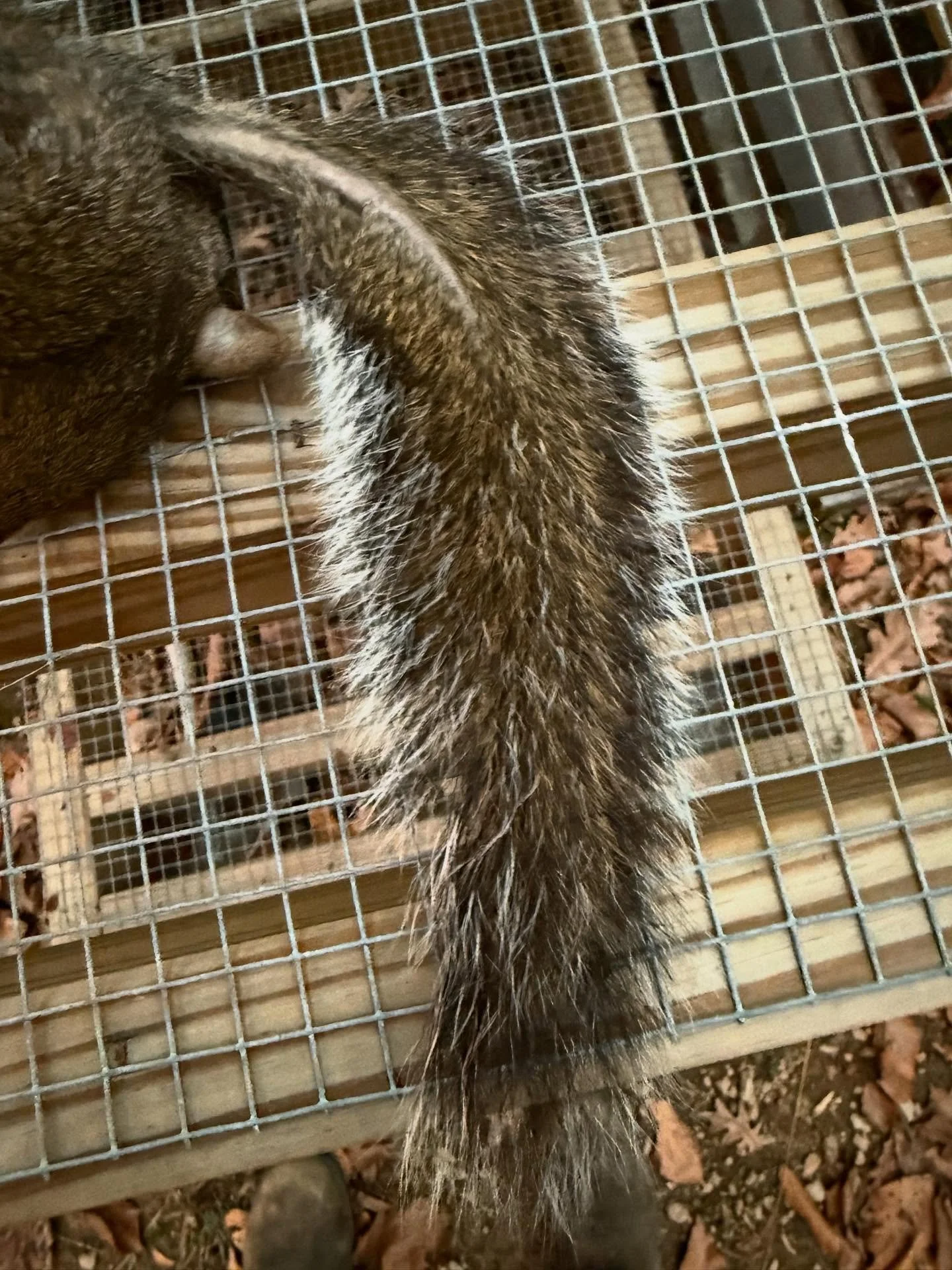 Me: &ldquo;What&rsquo;d you do all day while I was gone?&rdquo;

Danny: &ldquo;I got some squirrels.&rdquo; 

🐿️ 🐿️🐿️

Google told me that pound per pound squirrel is lower in calories and higher in protein than chicken and beef so it must be true