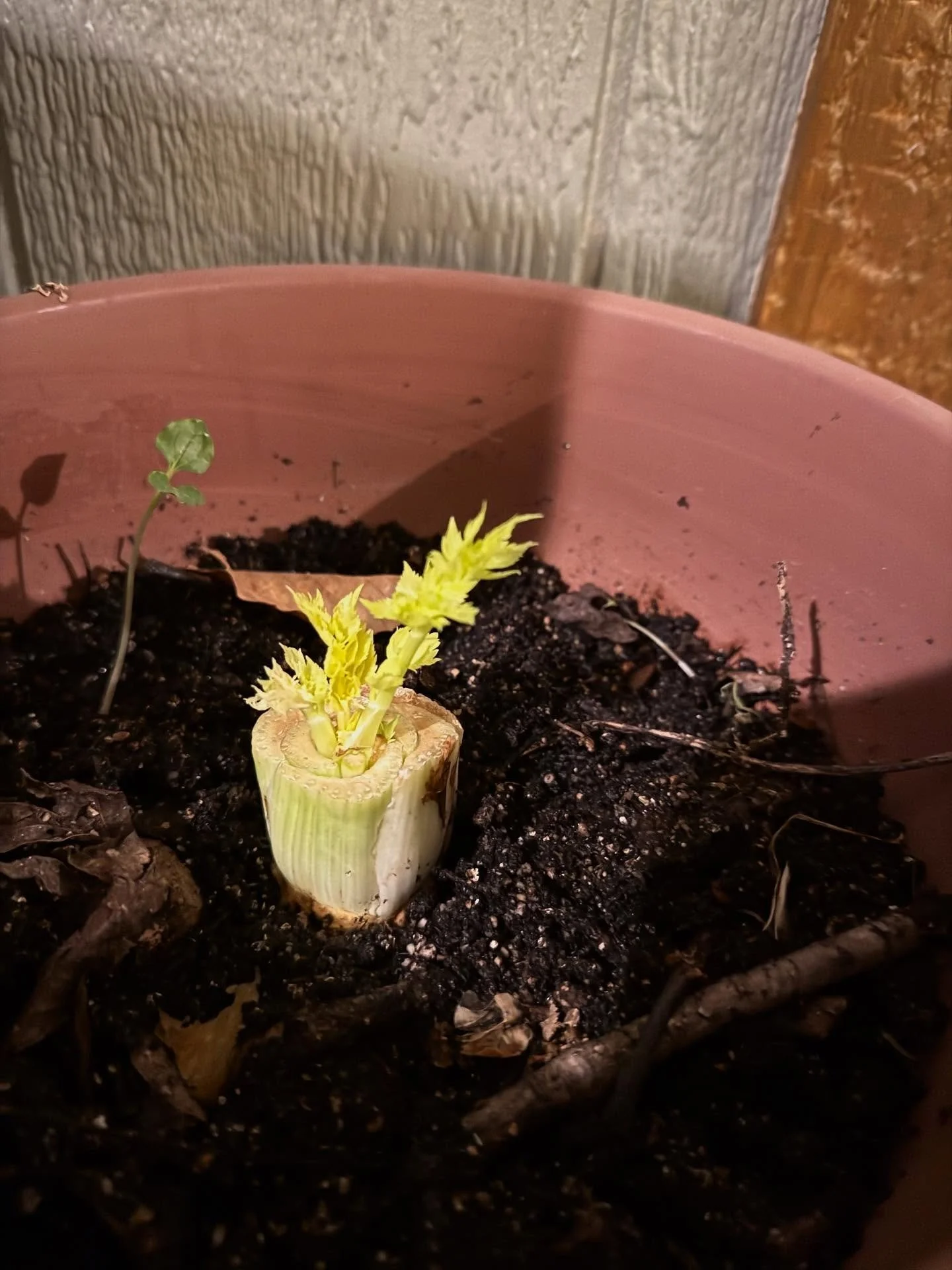 My Winter garden is *thriving* 

Definitely follow me for more gardening tips! 

In all seriousness. I just throw random food scraps and seeds into this bowl of leftover seed starting mix (which has zero nutrients), leaves, and twigs. It hardly gets 