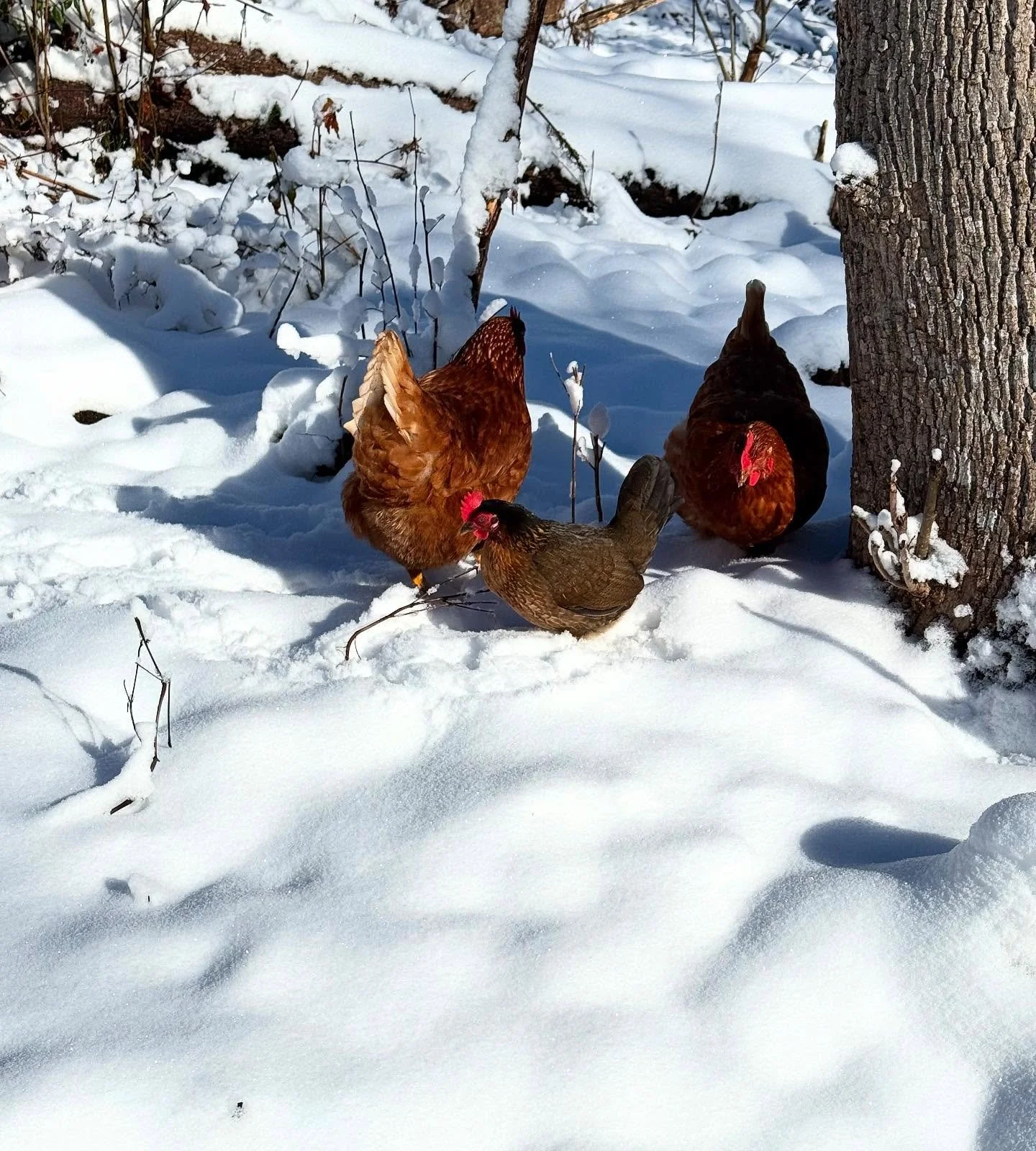 These animals are literally feral. Danny got me that little bantam after he unalived my a few my chickens on accident. I said &ldquo;What the heck am I supposed to do with that thing?!&rdquo;
His response, &ldquo;I don&rsquo;t know, I thought it was 