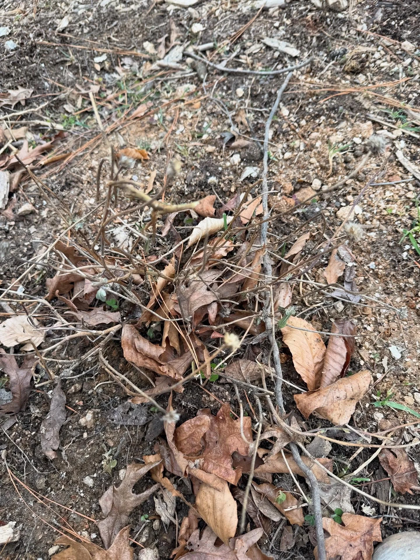 Kinda disappointed in my lack of progress aka motivation for certain projects right now 😅 

The food forest isn&rsquo;t foresting because I have chickens, geese, and rabbits running wild. I gave up on working in there because they&rsquo;ll just eat 