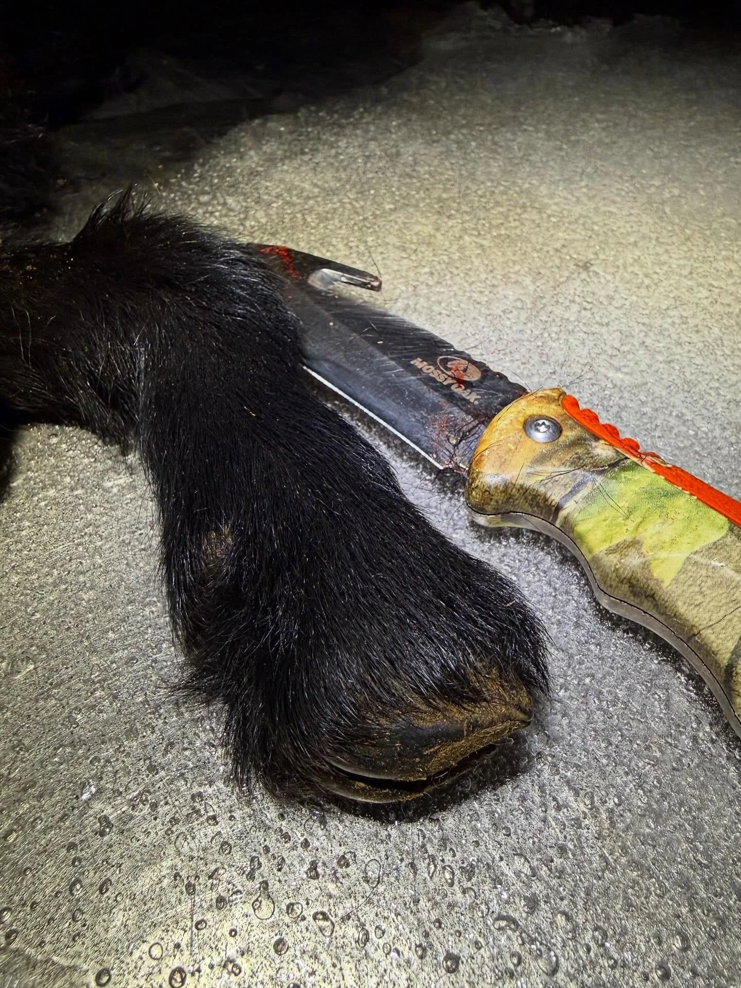 I heard one of the does laboring so I went out to check on her and found one of the others laying on top of this poor little guy. They weren&rsquo;t crowded, they had plenty of bedding, but they were just being goats and snuggling up just as they had