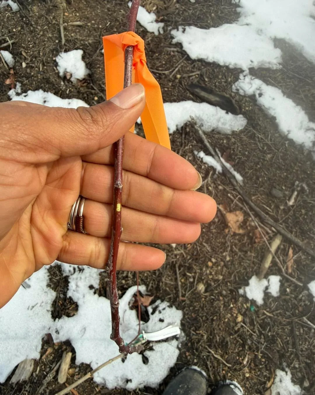 Walked the orchard a few days and and it looks like most of the trees we planted this fall have made through the cold thus far. Highly recommend tree tubes and mulching. However, this is a do as I say account and not a do as you see. I very much said