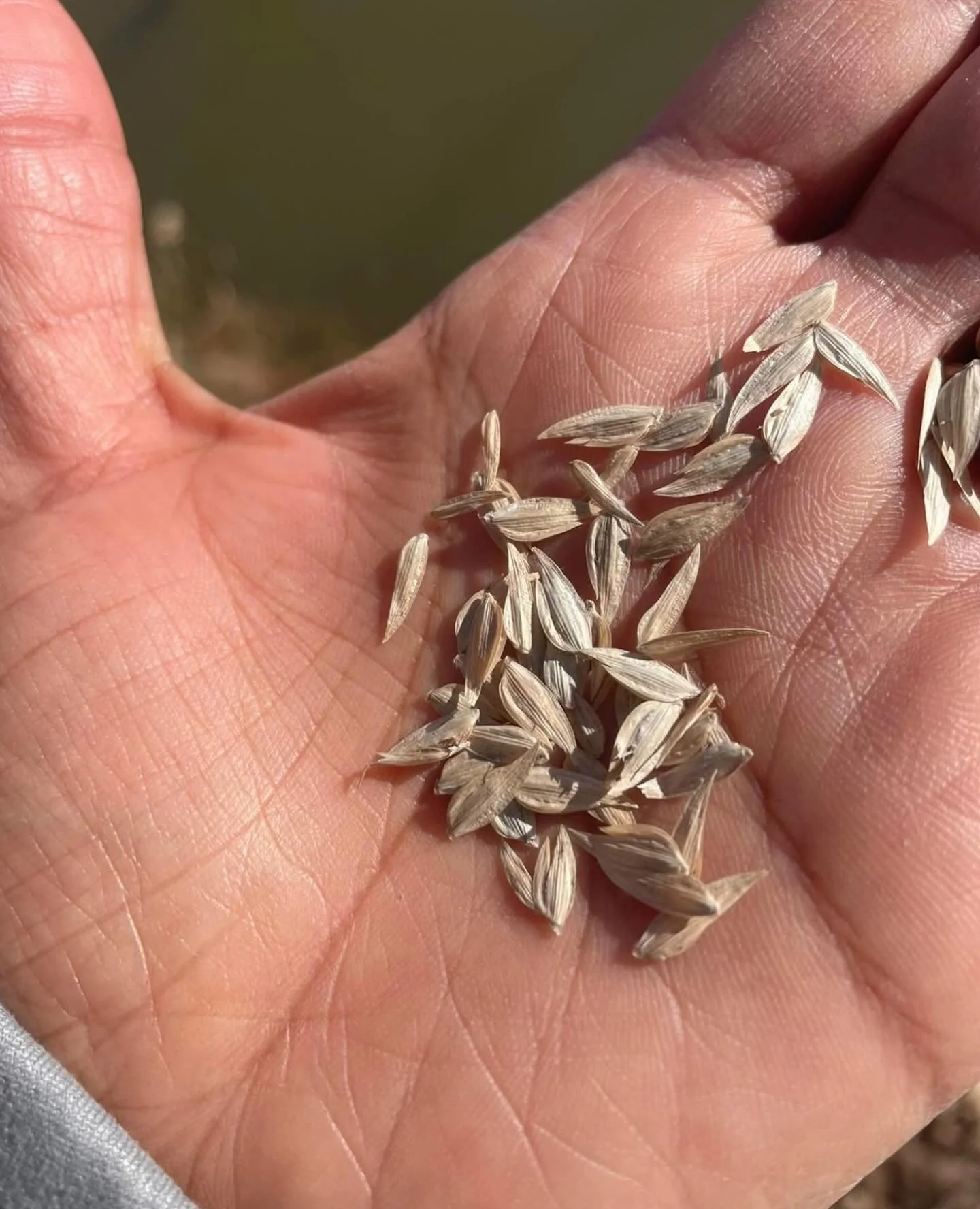 🌾 I was so excited to find that we have lots of river oats when we moved here!

The seeds can be harvested in late summer or fall and can be added to oatmeal, bread, and even savory dishes like soups. They are a great source of food for wildlife too