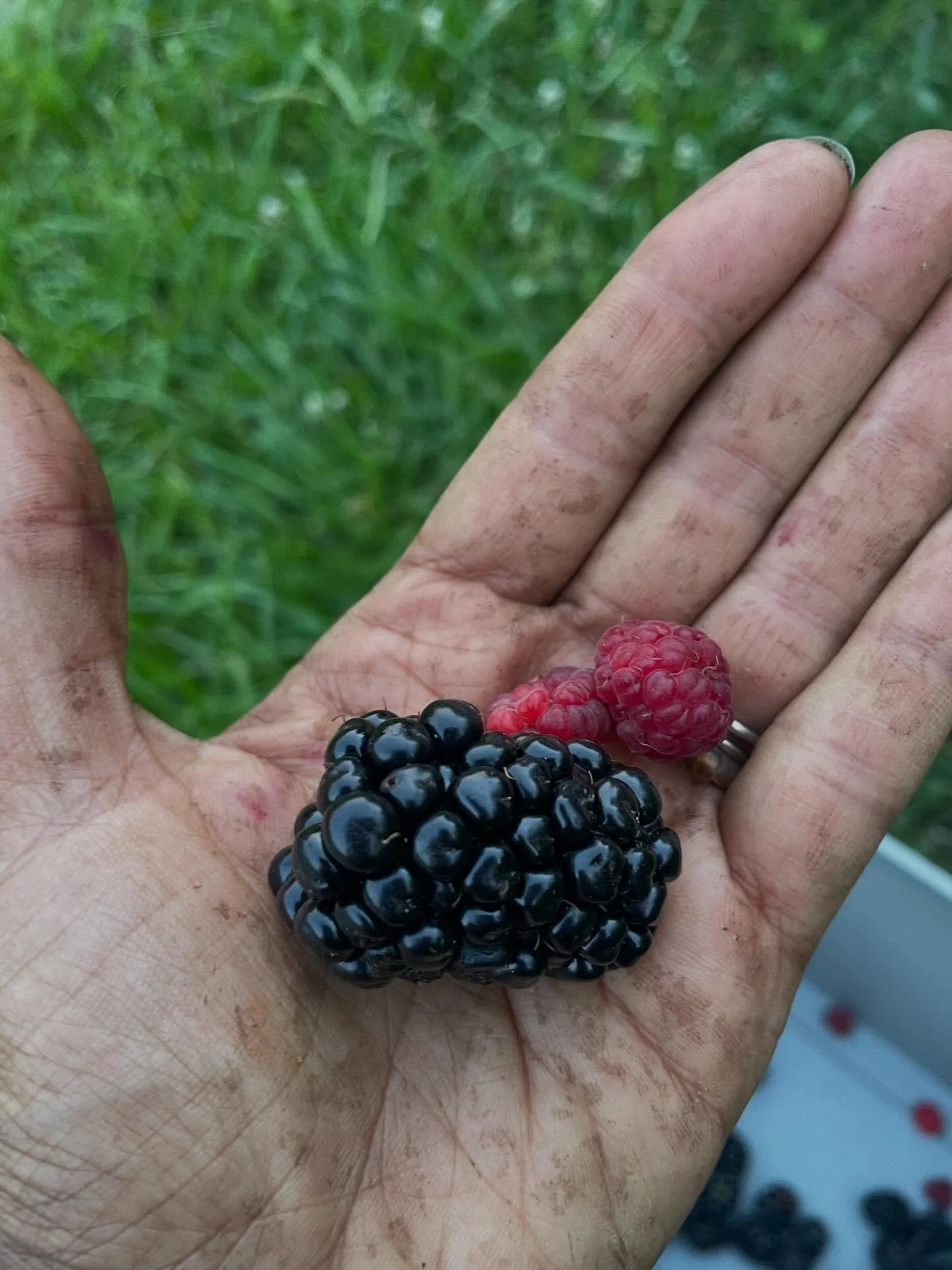 Might as well around it out with a 3rd picture of my hand. Eating berries out of my filthy hands 10/10 summer activity.