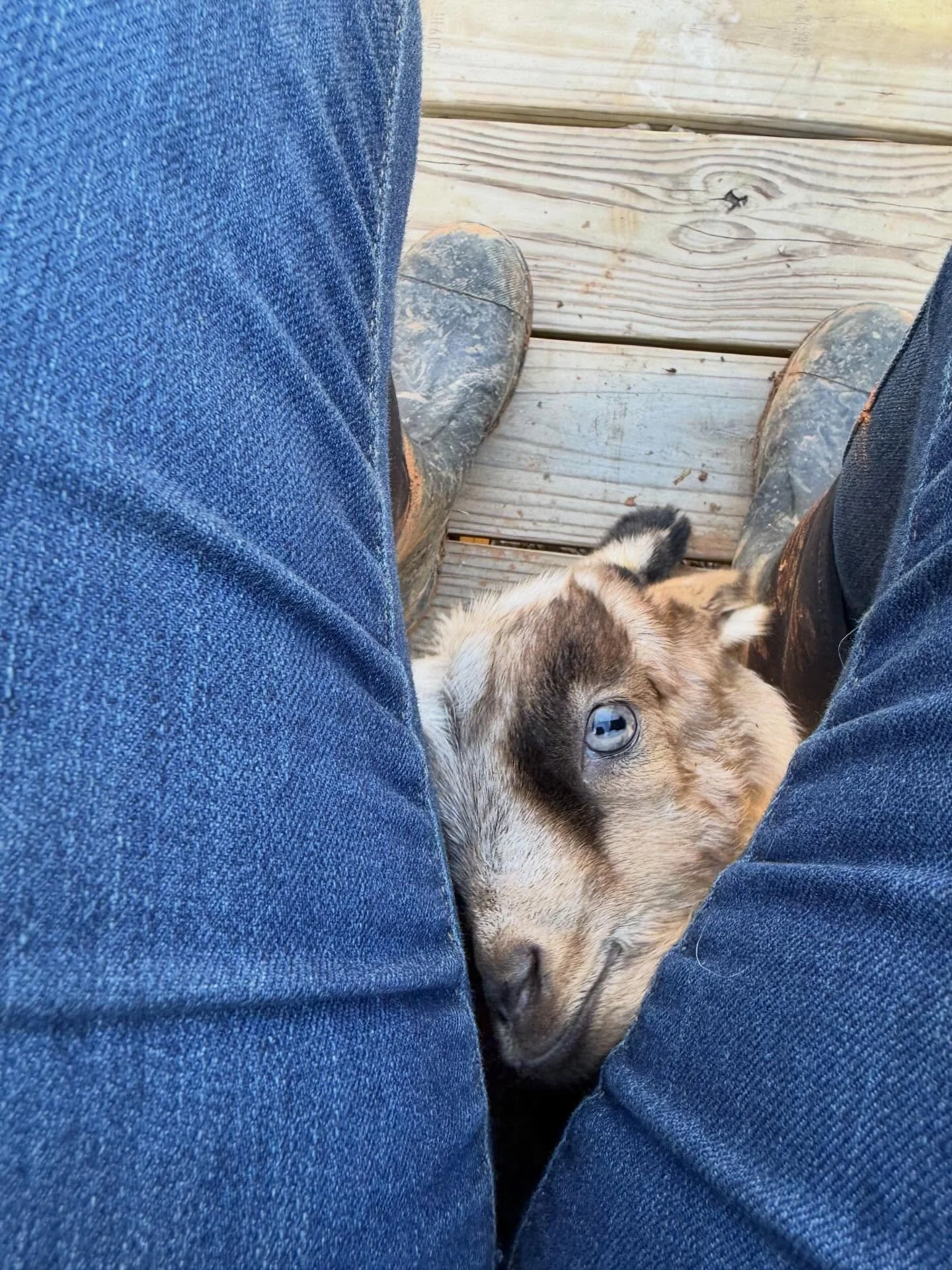 🐐 There&rsquo;s nothing like the love of a baby goat that wants a bottle.