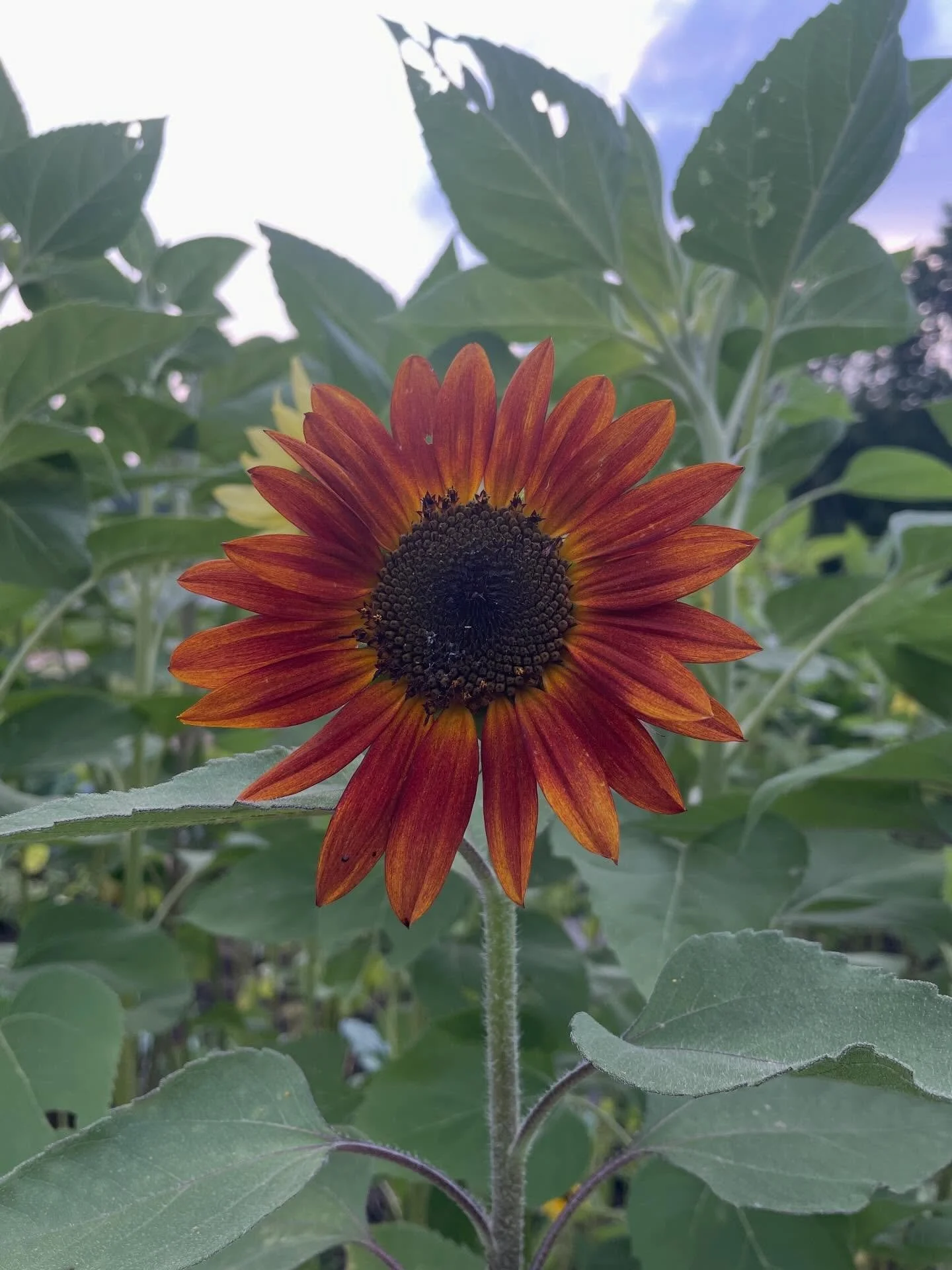 Our next Homestead Honeys Meet-Up is THIS Sunday! Have you signed up yet?!

We&rsquo;ll be learning how to Winter Jug Sow allowing you to get a head start in the garden without a greenhouse.