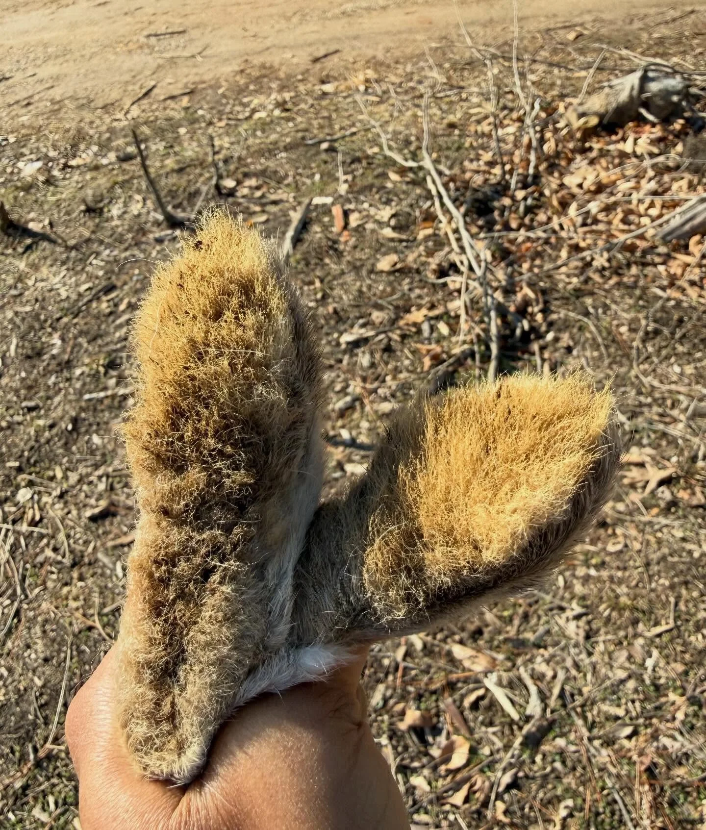 I know it can be hard to get past the &ldquo;cuteness&rdquo; factor but rabbits are by far the easiest animal to process in my opinion. Once you&rsquo;ve practiced enough you can have a rabbit cleaned in 5-10 minutes and ready for the freezer. We&rsq