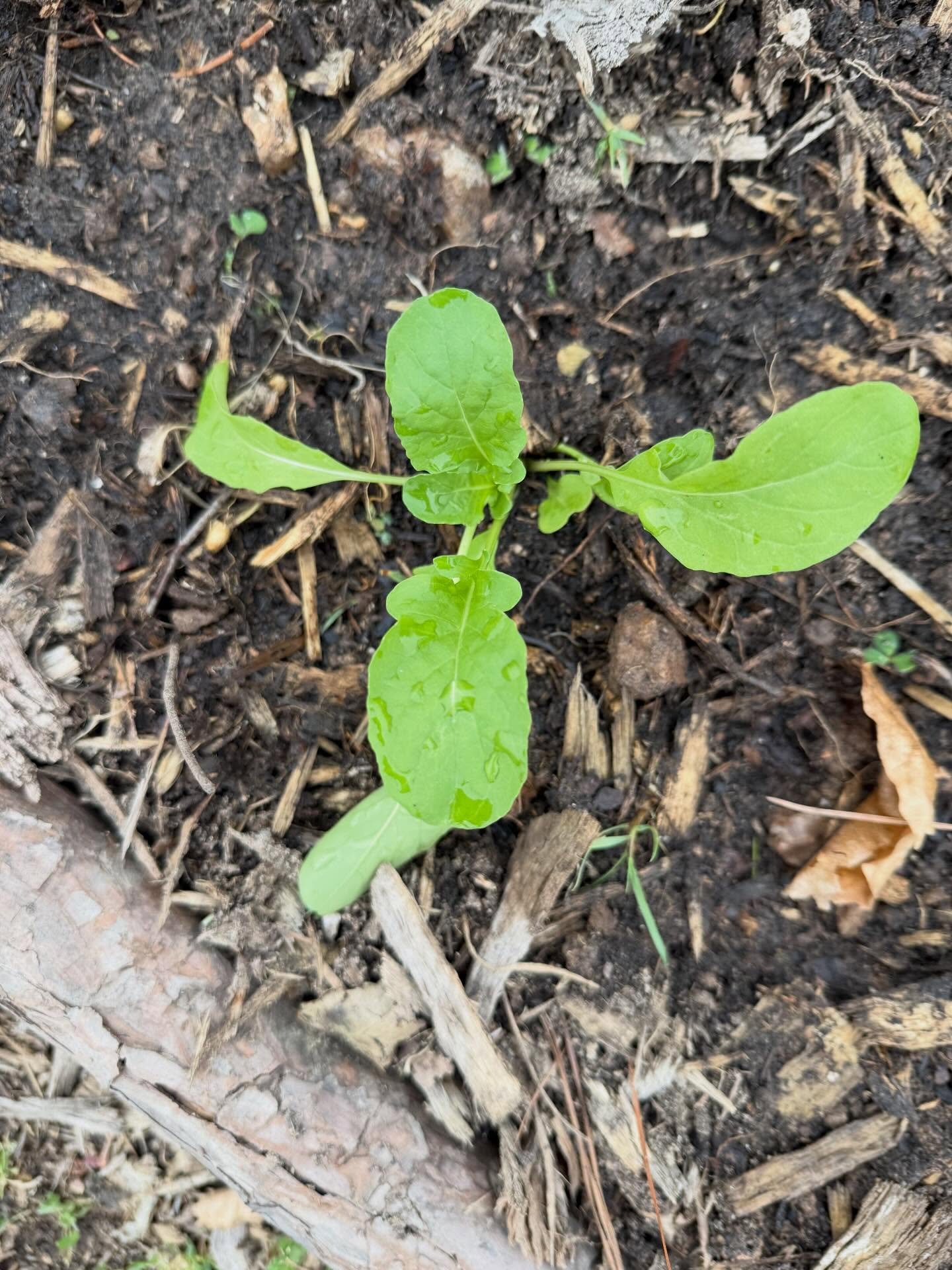 Hope this is helpful! 

This is my goal garden plan for 2026, not including herbs, perennials and fruit other than strawberries. Just the basic garden veg. I do add a buffer when starting/buying seedlings just in case something gets nibbled, dropped,