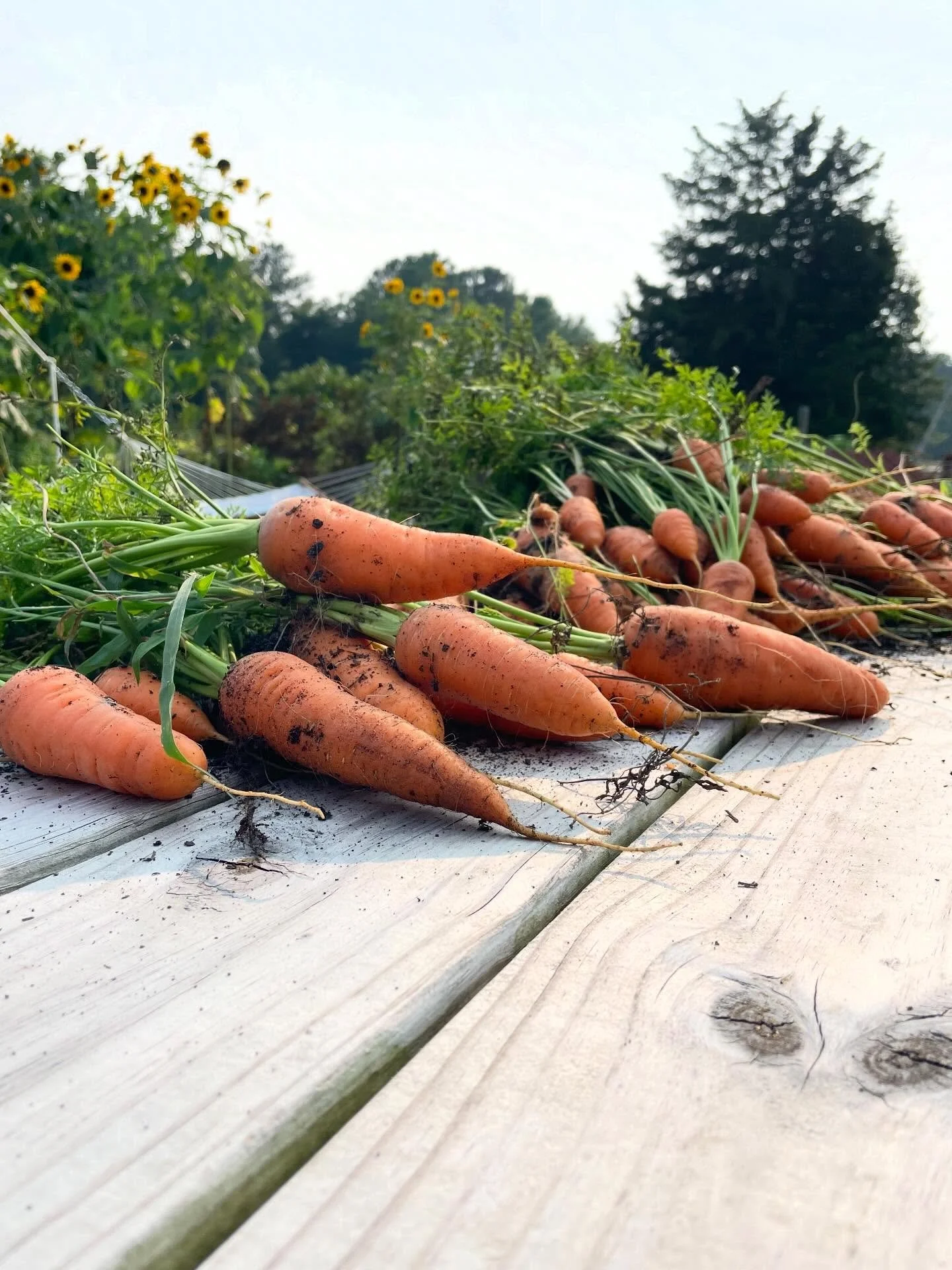 They say the definition of insanity is doing the same thing over and over again expecting a different result. 

I think as small farmers and homesteaders we often try to make excuses for why things aren&rsquo;t working or continue to struggle season 