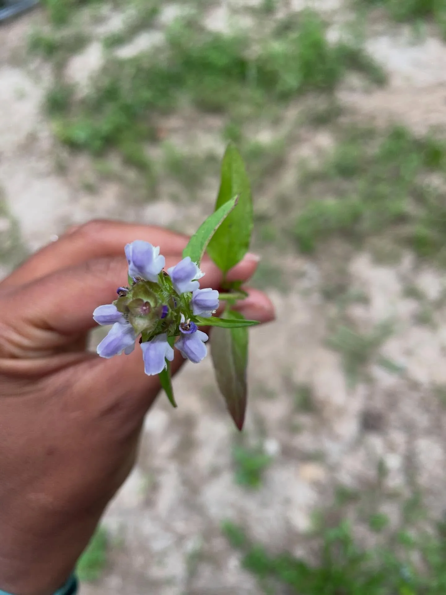 I shared this in my newsletter and received such kind responses that I thought I&rsquo;d open it up here, too!

I&rsquo;ve mentioned before that I want to get better at asking for help&hellip; so I&rsquo;m putting my money where my mouth is.

From ti