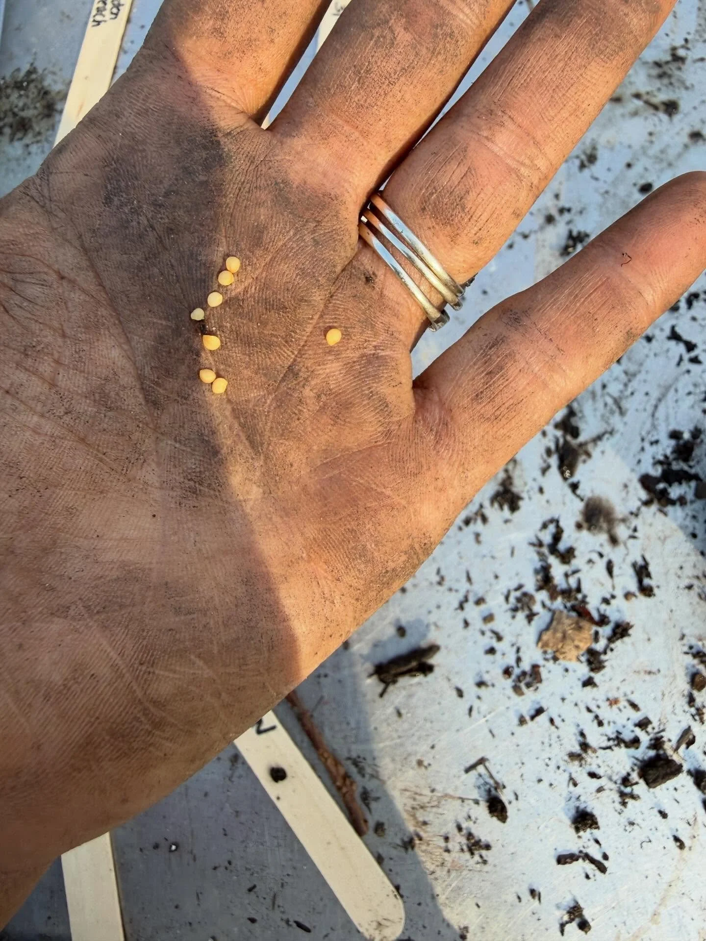 Poor health made me mad.
Losing touch with nature made me mad.
Not having enough made me mad. 
Women feeling helpless made me mad. 
Lack of representation made me mad. 
Kids thinking vegetables come in a can made me mad. 
Not understanding my food ma