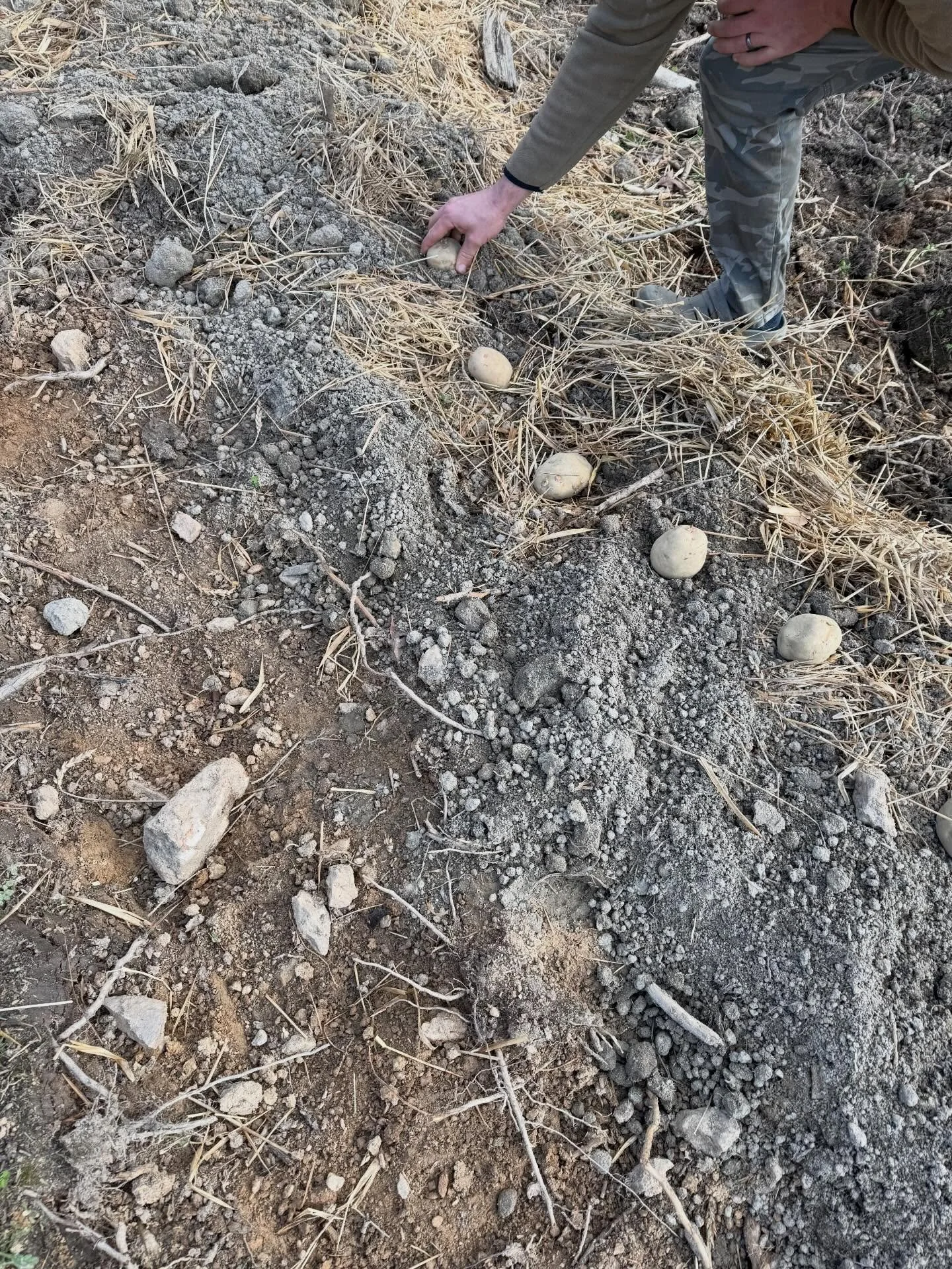 🥔 I&rsquo;ve seen a lot of folks asking about chitting potatoes. Here&rsquo;s my take, yes you would get a lot more plants from one potato, but it is a lot more work. We&rsquo;ve always just put the whole seed potato in the ground and had great succ