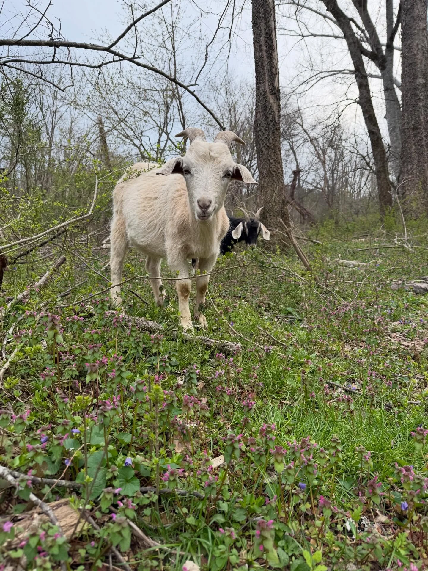 If I&rsquo;m being honest, I remind myself weekly that life would be easier if I just focused on fruits and vegetables instead of all of these critters. But then I wouldn&rsquo;t get to look at this smug little face 😏

I&rsquo;m looking forward to k