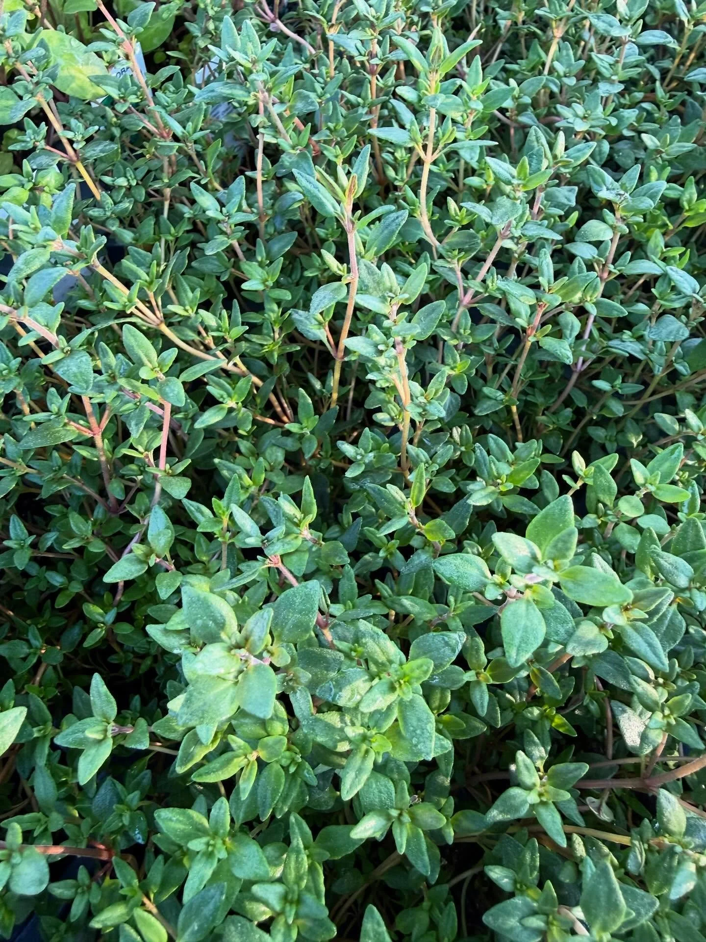 What would I sow from seed, grow from starts, or just buy at the store? I&rsquo;m looking at this from a few angles: ease of stating from seed, level of difficulty for an average home gardener, and cost of buying that item in store. 

*Please note th