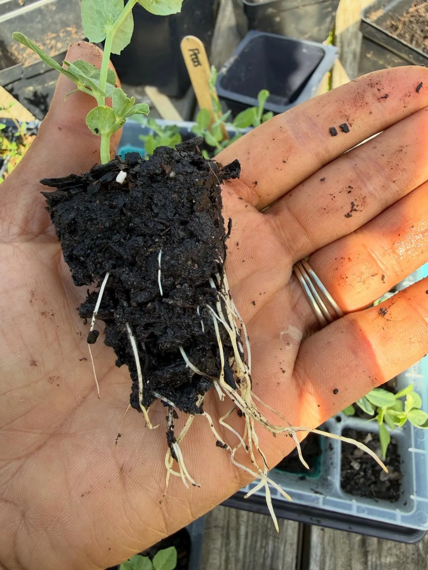 This is what you wanna see! Nice healthy roots. 

Sometimes when you buy plants at the store they are root bound, meaning the roots have curled around the container and each other forming a tight ball. I like to trim them up and loosen them a bit bef