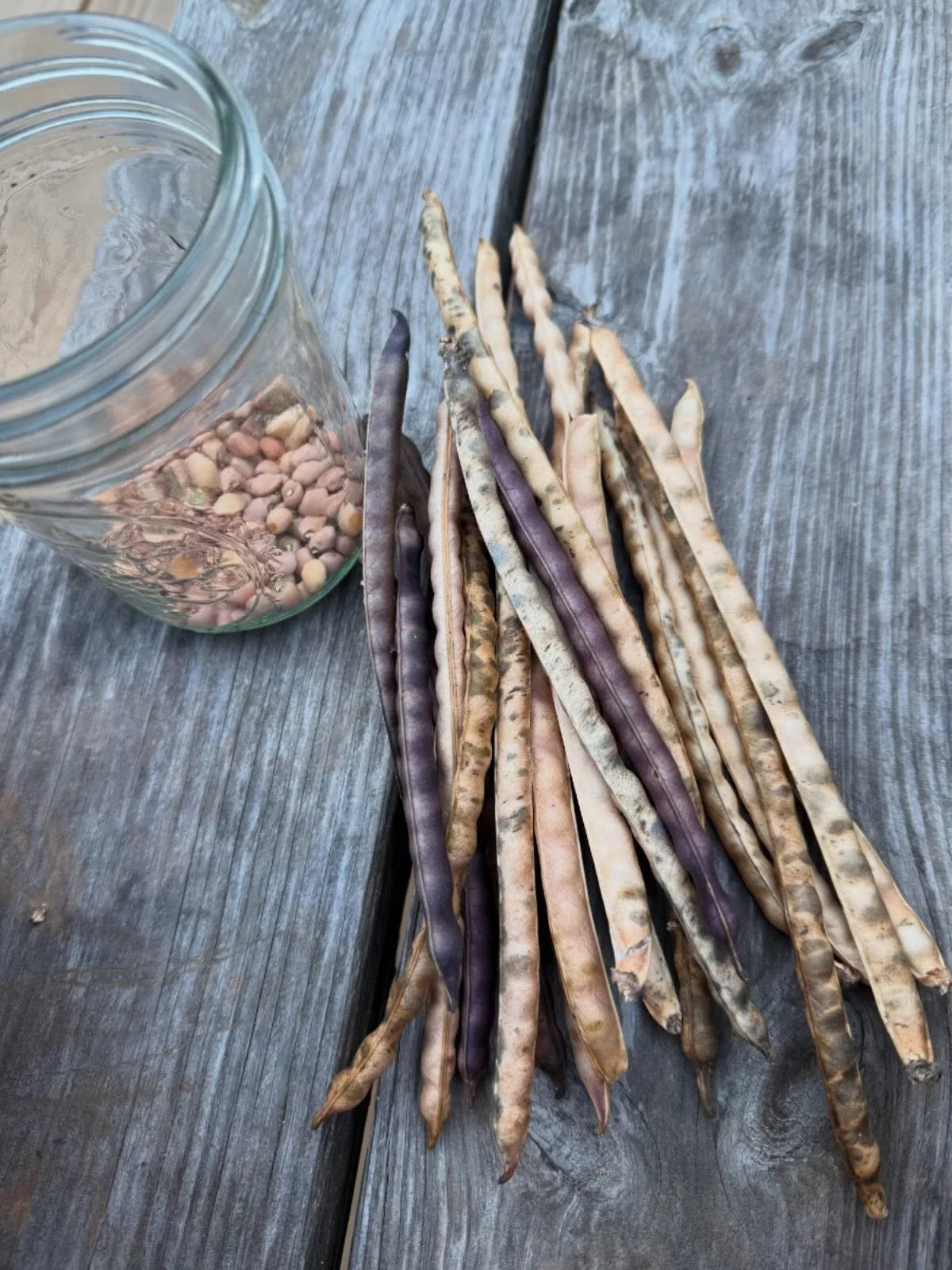 Next up on so, grow, buy is drying beans. 

🫘 I say it&rsquo;s for sure a sow! 

Beans are relatively easy to grow, you play them, and let them dry out on the pod, then shell them. There are lots of tips and tricks out there on how to make that proc