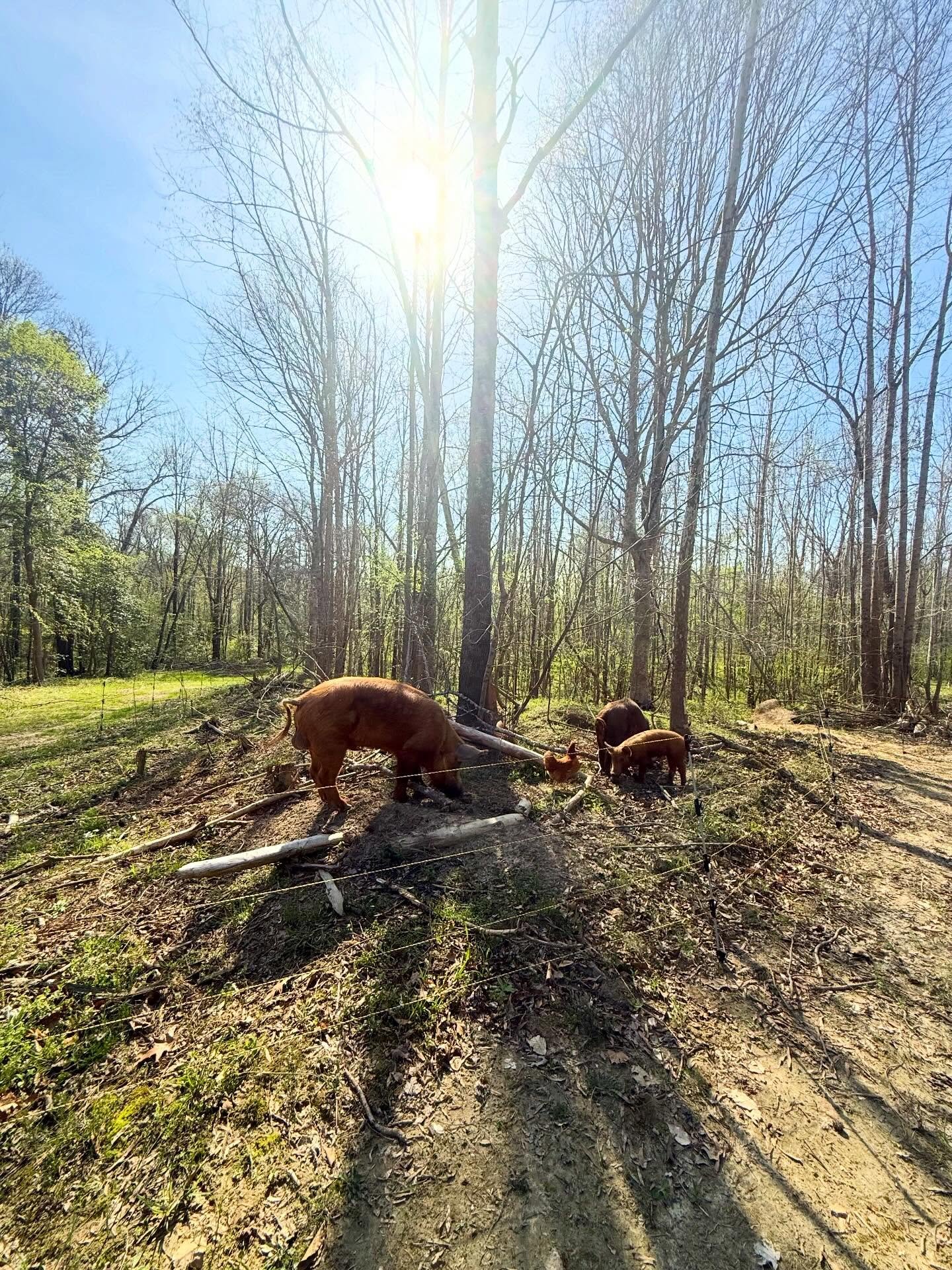 Sometimes progress looks like your pigs rotationally grazing in the woods on a paddock the same size as your entire old homestead. 

We did what we could in the space we had for years. Tried and failed at so many things. Learned a lot of lessons alon
