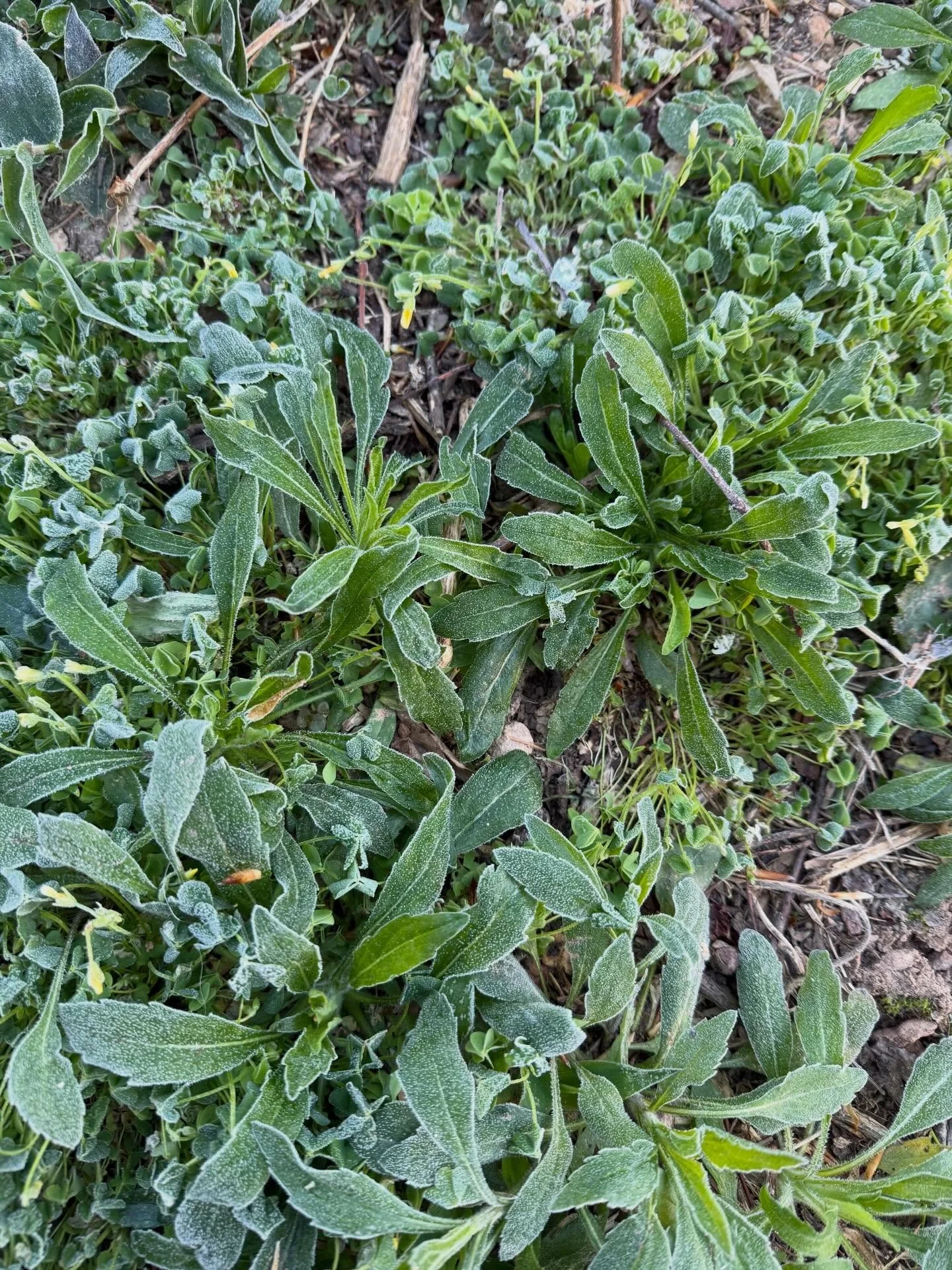 And that&rsquo;s a wrap (I hope). I think Southside has seen its last frost. I&rsquo;ll be insufferable in the garden until further notice 🤣