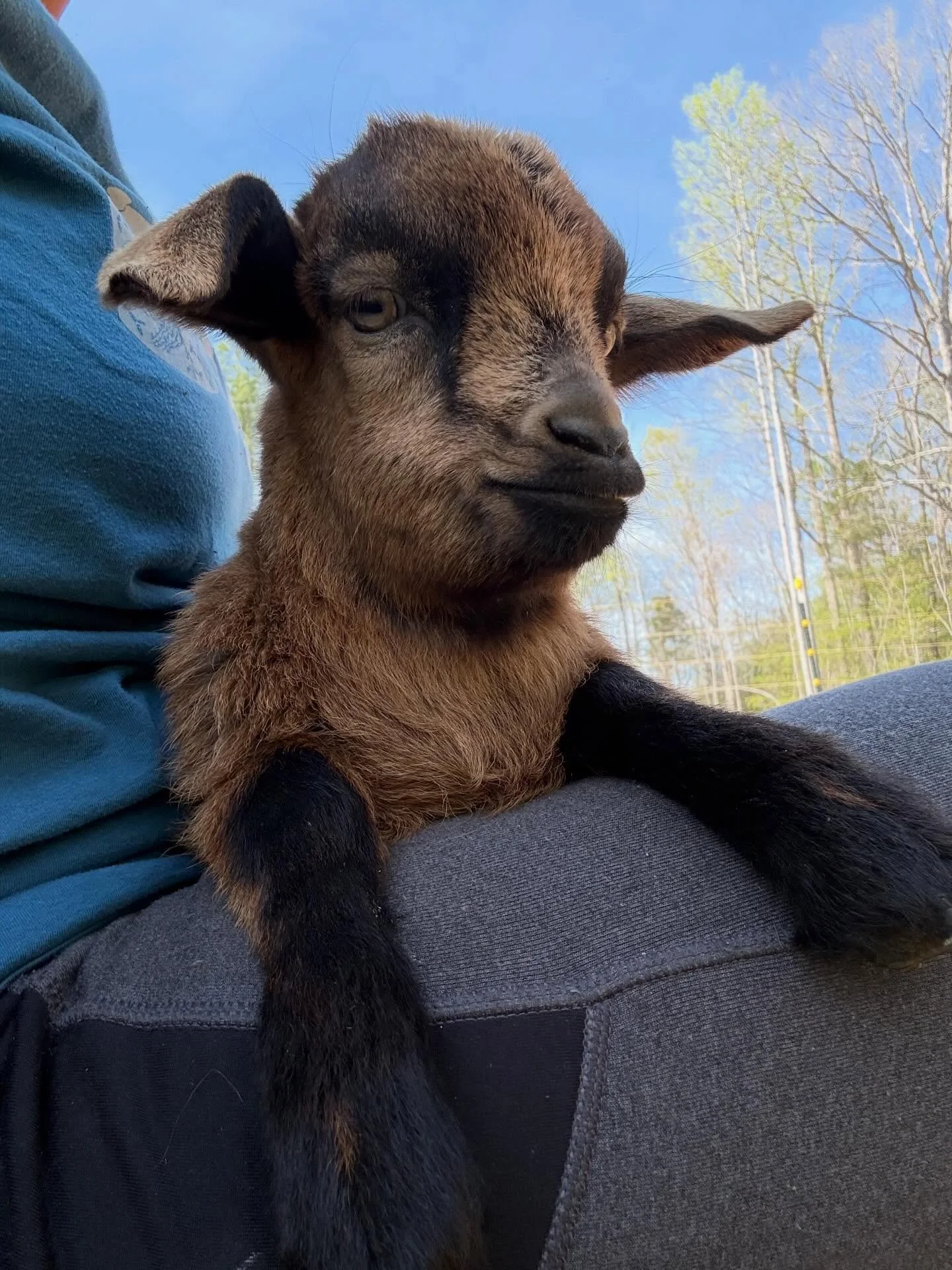 Little miss thinks she&rsquo;s a puppy, and has decided that she does not want to be a goat. She spends her days, riding around in the back of the truck, playing with Luna, and wearing Danny down to pick her up. She frequently invites herself into th