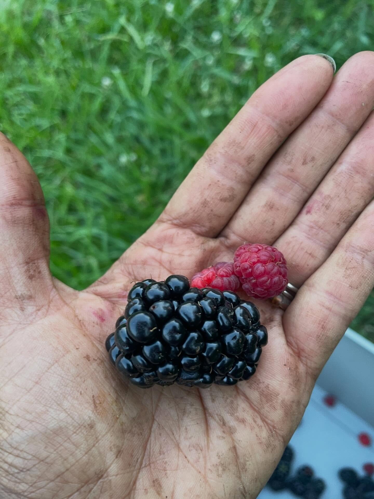 Grow, sow, buy&hellip;

🍓 Berries! 

Grow. Buy the plants. Start from seed if you&rsquo;re cray cray. 

Hear me out. You need to plant a substantial amount. You need to plant a variety that does well in your area. You need to take care of them (trel