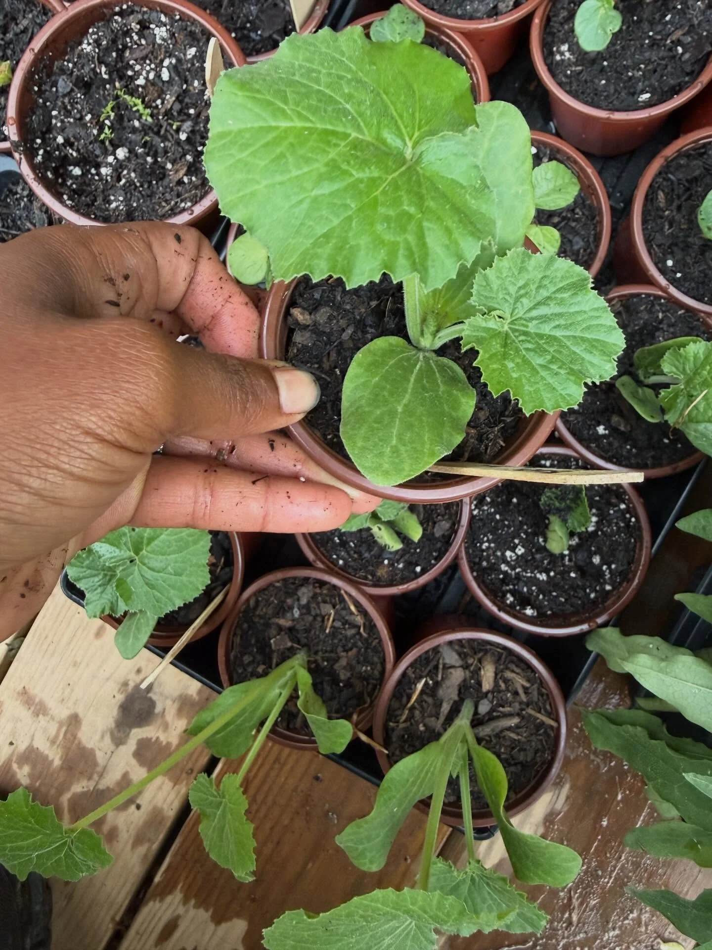 No need to check in on your gardening friends. We are NOT okay. I repeat we are NOT okay. 

Luckily, life got in the way and I don&rsquo;t have any cold sensitive plants in the ground. Just hundreds of little seedlings that I&rsquo;m so tired of movi