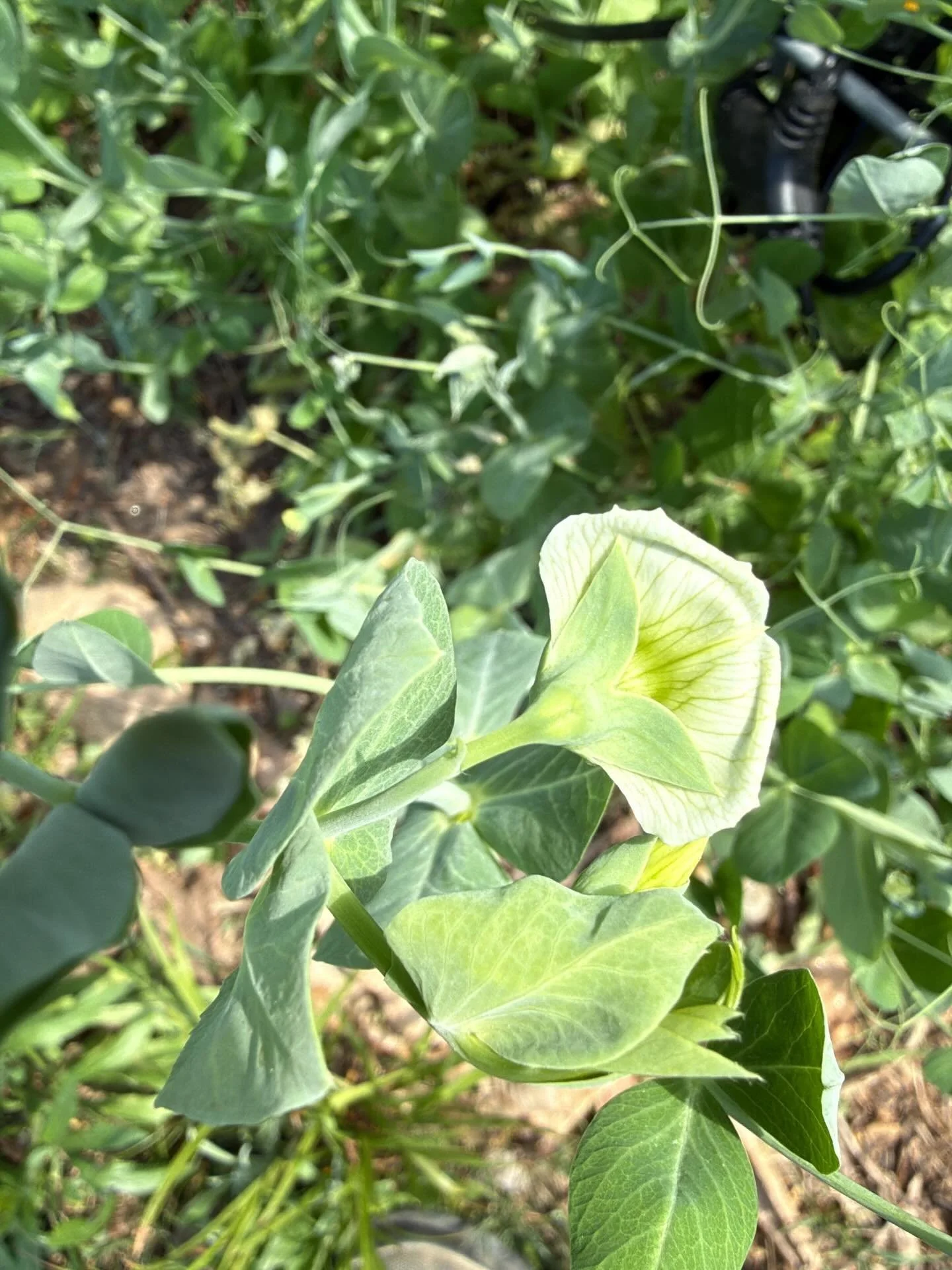 It&rsquo;s suuuper dry so let&rsquo;s talk about it. 

For our gardens, we rely solely on rain water or me getting my daily workout lugging buckets out of the creek. Let me tell you, I understand why they call that exercise where you carry two heavy 