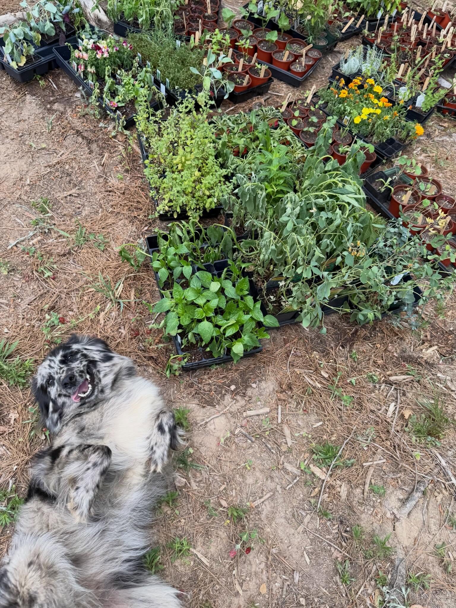 Luna said she&rsquo;s just here to roll around in the dirt. 

Took this pic a few days ago before we got that nice little sprinkle. Plants were looking rough, but I&rsquo;ve gotten a good chunk of them in the ground and they&rsquo;ve perked  back up.