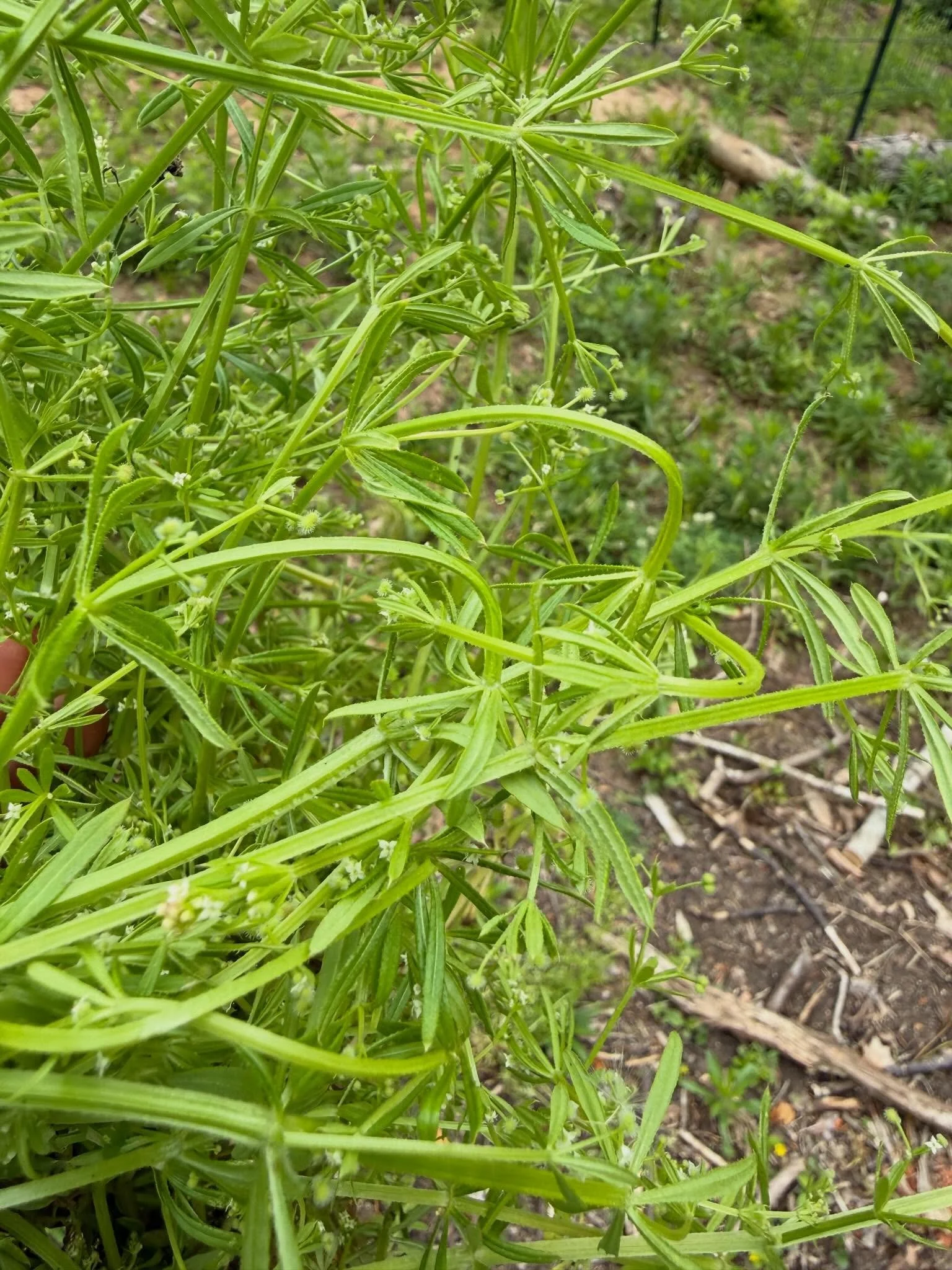 @homeschoollife_in_va reminded me with one of her recent posts that it&rsquo;s the perfect time of year for cleavers! 

Ironically this plant is very &ldquo;clingy&rdquo; when it comes in contact with your clothes but it actually encourages things mo