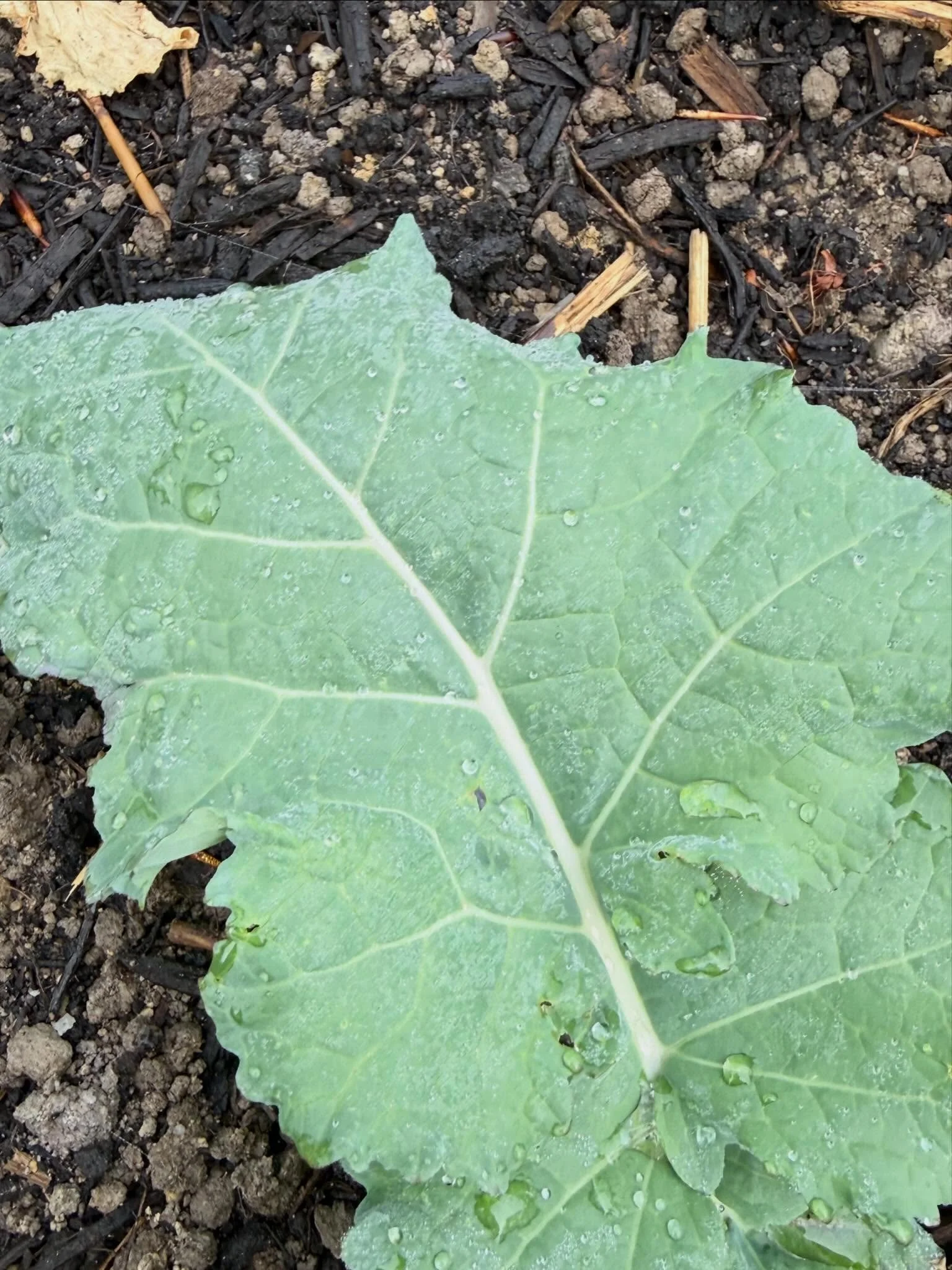 Last night we had our first significant rainfall since late March. Really our second rainfall that lasted for more than 10 minutes. If you&rsquo;ve been watching the drought conditions in Virginia, we are deep into that extreme band. This year more t