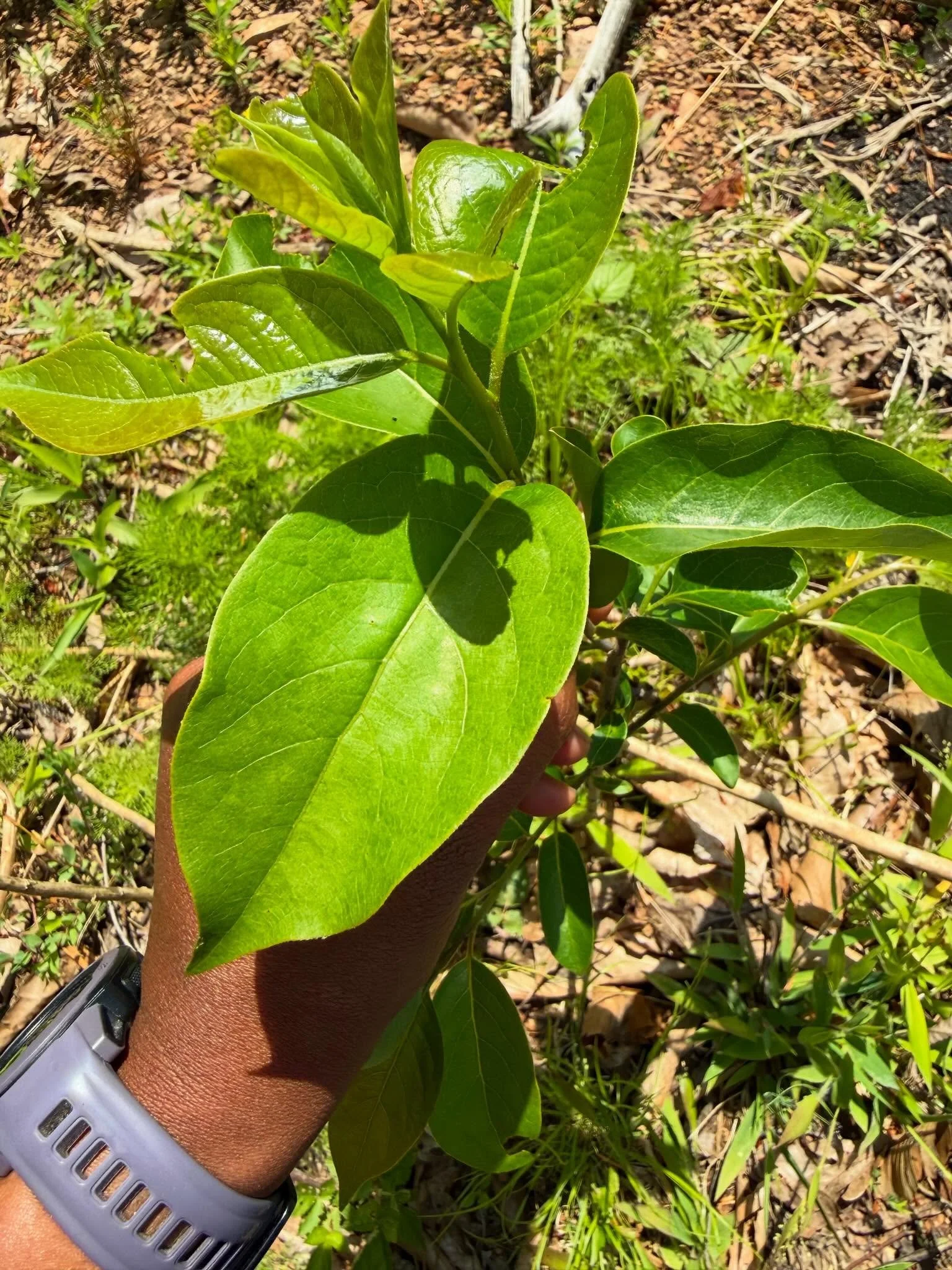 We are so lucky to have tons of persimmon and paw paw on the ranch. Since we&rsquo;ve done some intentional thinning, I have high hopes that these trees will become more productive the years to come. Either way we&rsquo;ll have some really good roots