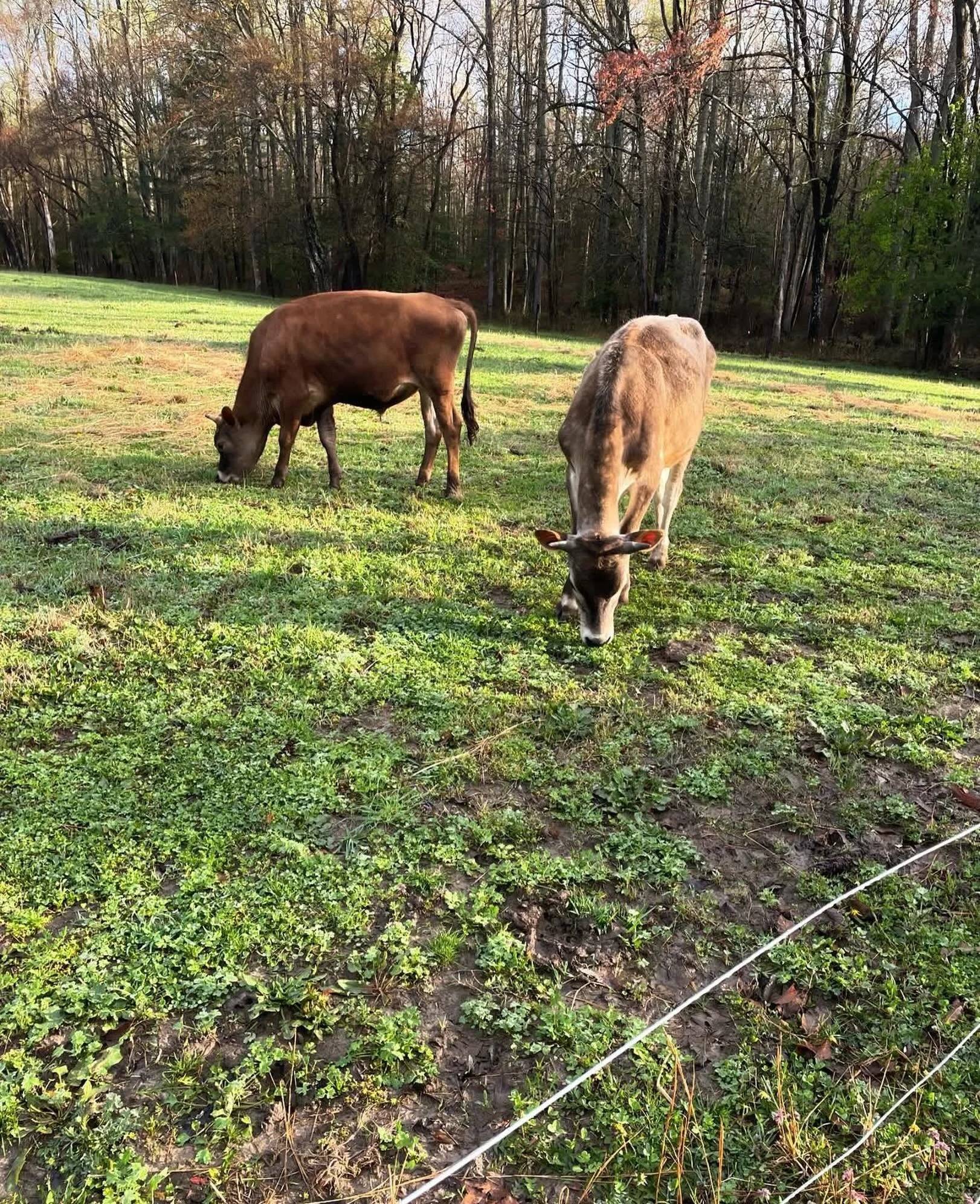If you haven&rsquo;t noticed I&rsquo;m kind of a trial by fire girlie. I&rsquo;d like to think I&rsquo;m pretty smart, resourceful, and usually do enough research to make me dangerous. 

One thing I did pump the brakes on was bringing cattle in. Ther