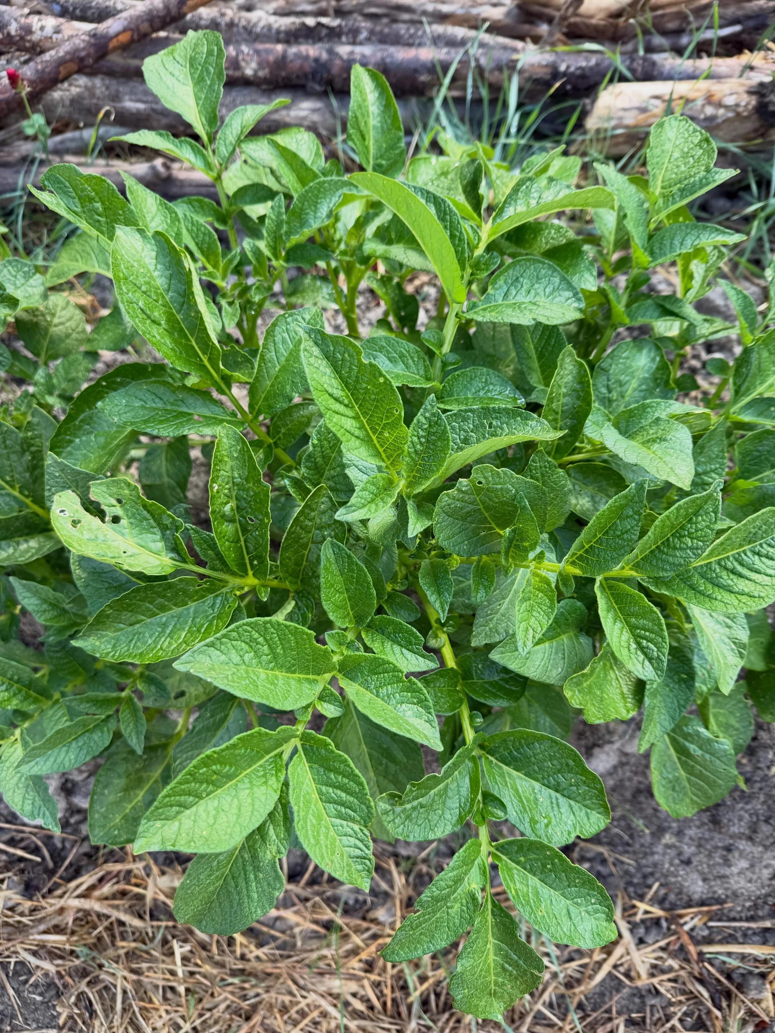 These little rain showers are giving me some hope! 

I&rsquo;ve lost a lot of the herbs and flowers I&rsquo;ve planted but I&rsquo;m truly not stressing over it. What is meant to grow in this season will grow and I&rsquo;m not just taking about the p