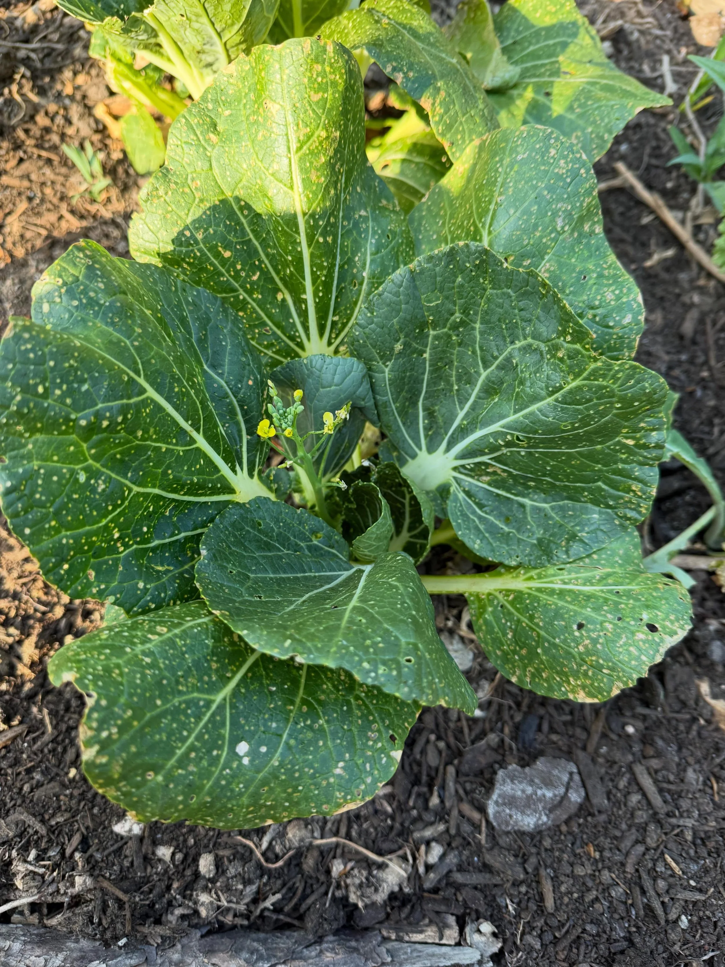 You see pest damage, I see a perfectly edible vegetable. 

Those little holes are likely from flea beetles. Solutions include things like row cover, companion planting, neem oil, diatomaceous earth, and a good blast from a hose. To be honest I though