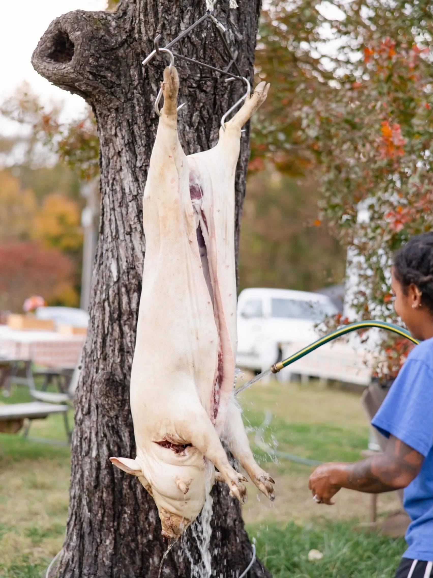 Can I give you a piece of advice you didn&rsquo;t ask for? 

If you want to start raising your own meat, stop buying boneless skinless everything. The sooner you learn to work with larger bone in cuts the easier your life will become. You&rsquo;ll un