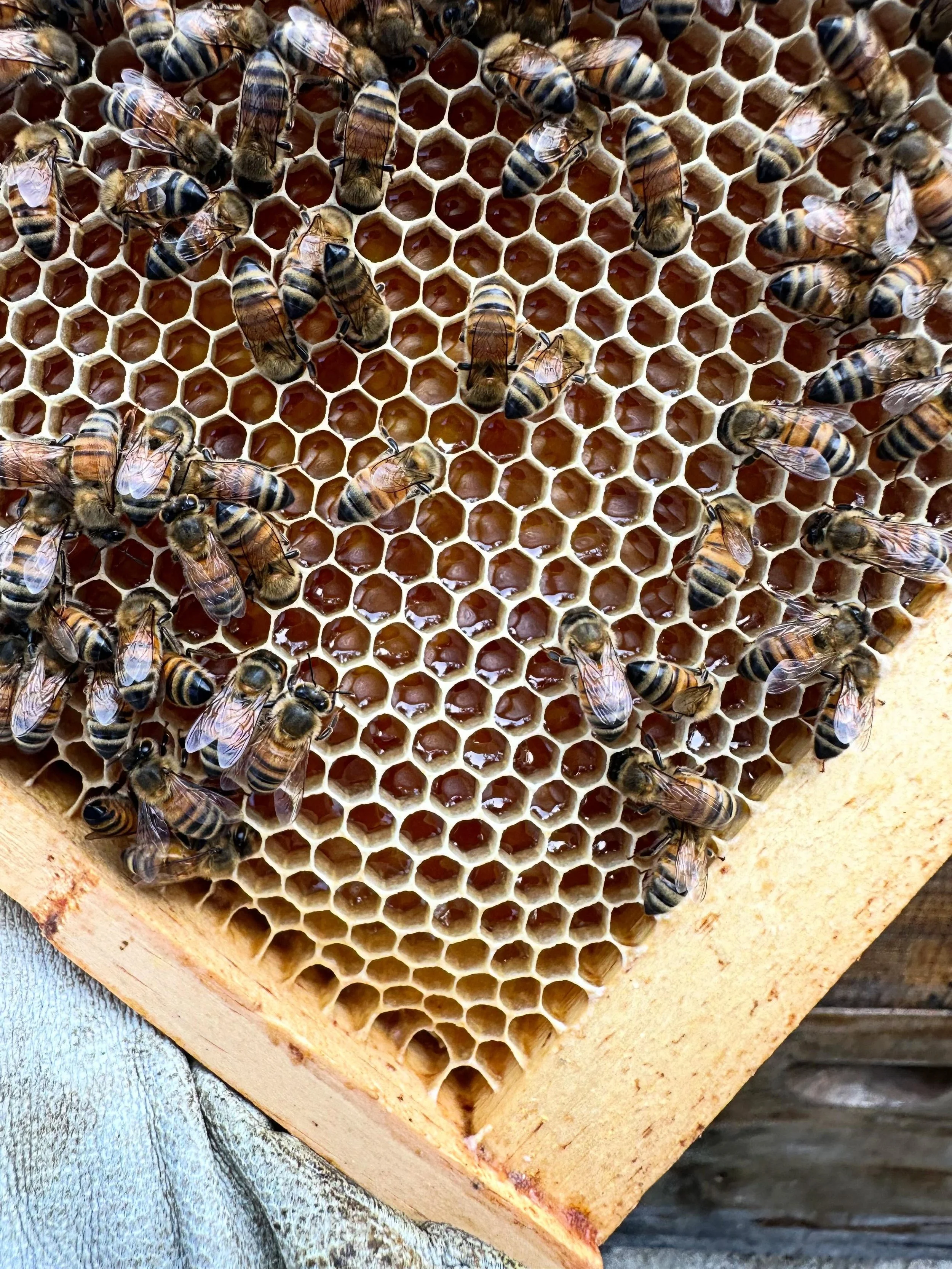 Thanks to the hubs for holding down the fort this weekend! 

I recently finished up the Trojan Ambassadors Bee Keeping Program through @vsu_ag and we are on a little road trip through VA and NC checking out different apiaries! Yesterday we visited @h